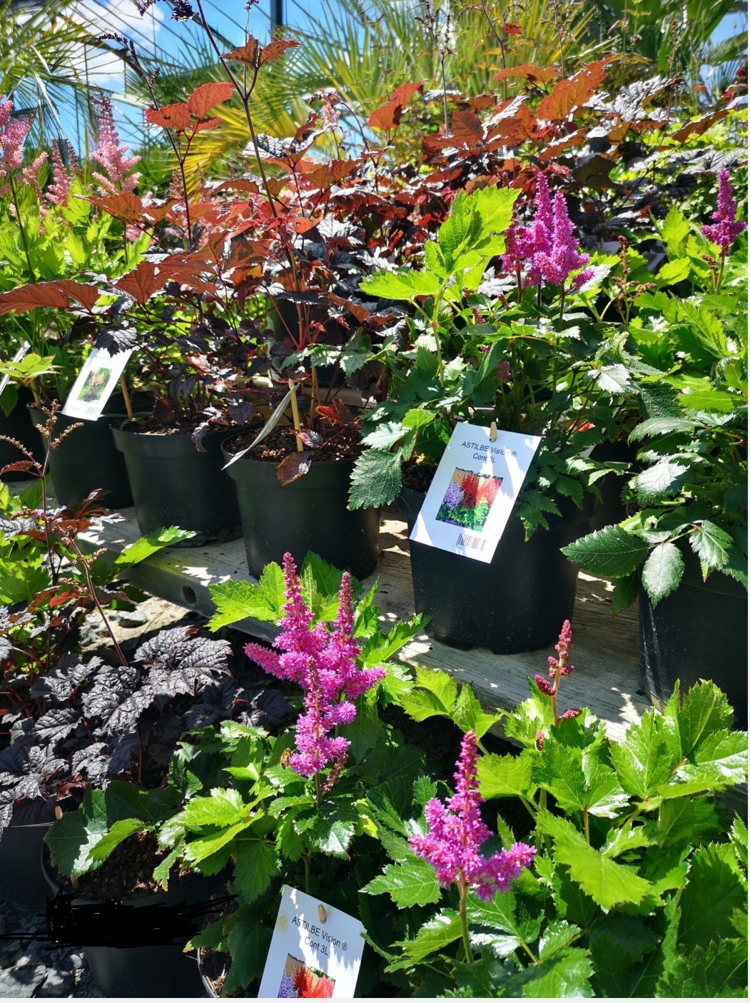 Astilbes plantes d'ombre, production botaany à L'Aiguillon sur Vie (85)