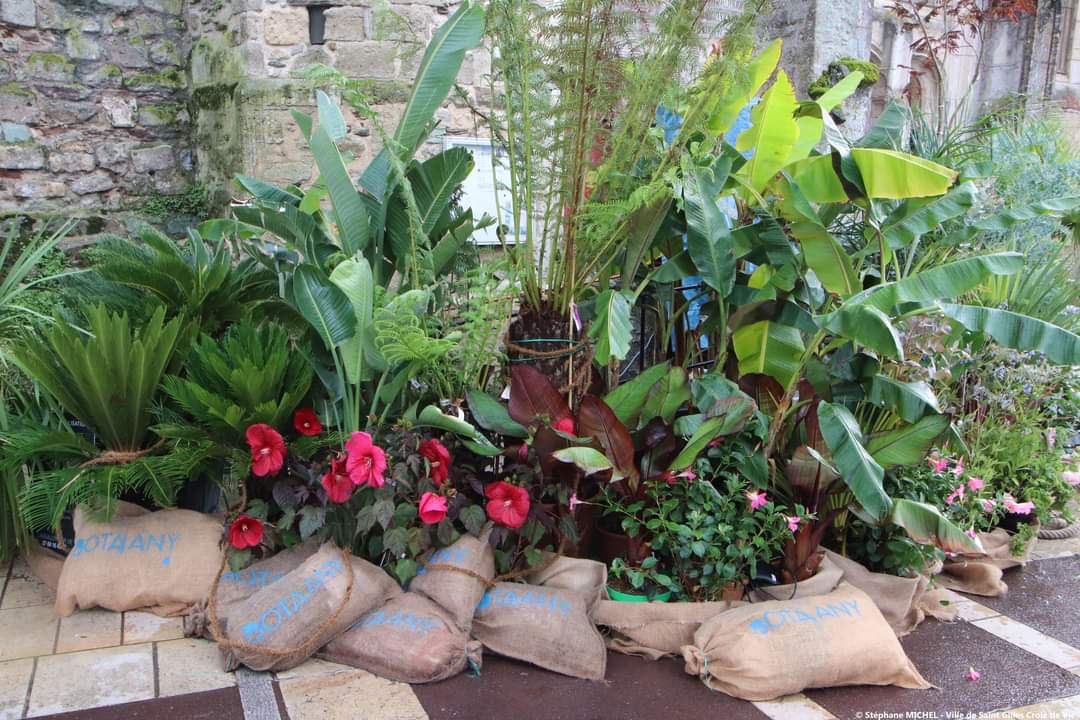 Botaany expose des plantes à La Nuit des jardins à Saint Gilles Croix de Vie (85)