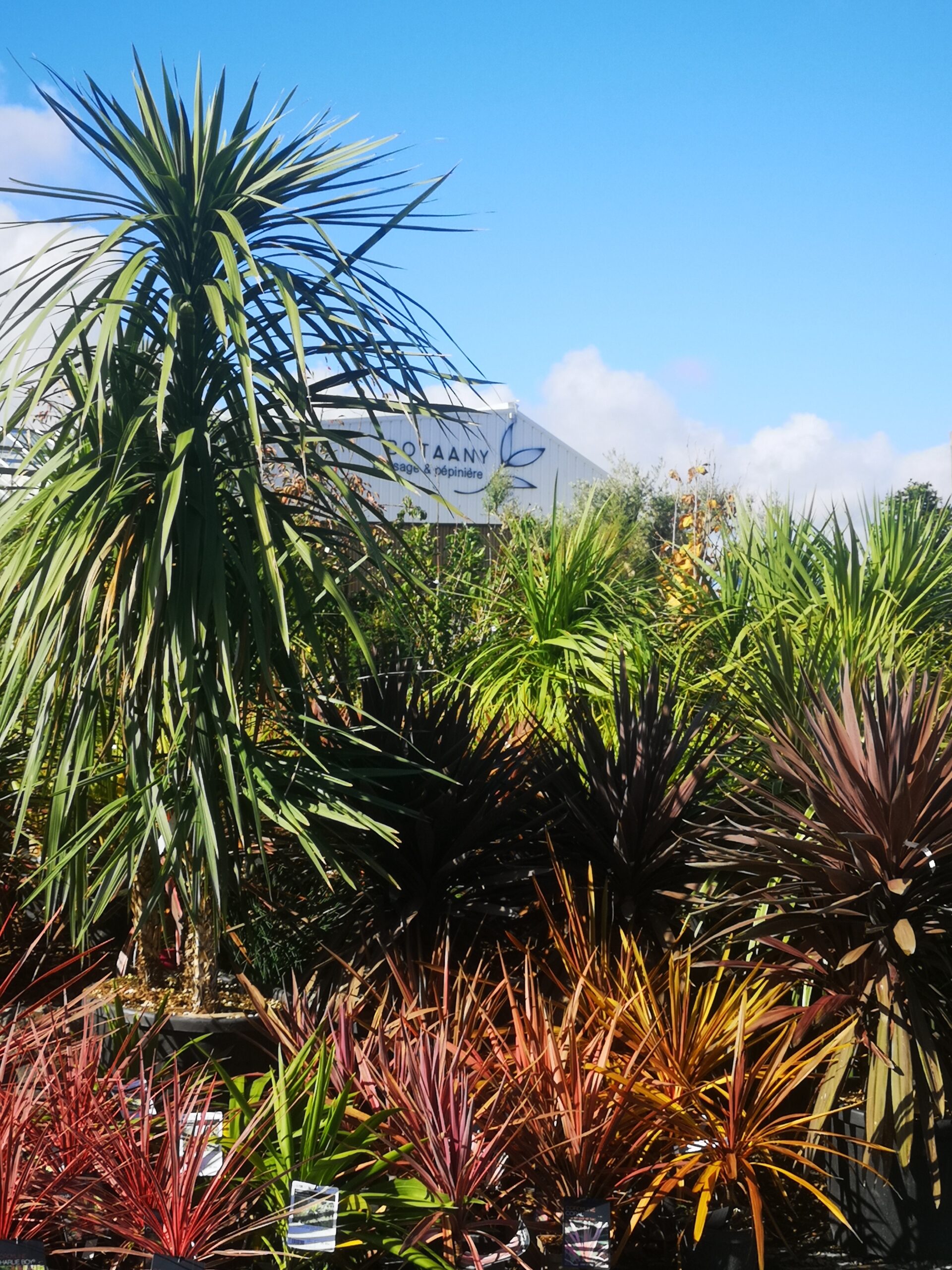 Cordylines pourpre, vert, rouge, roses, orange à la Pépinière BOTAANY à l'Aiguillon sur Vie (Vendée)