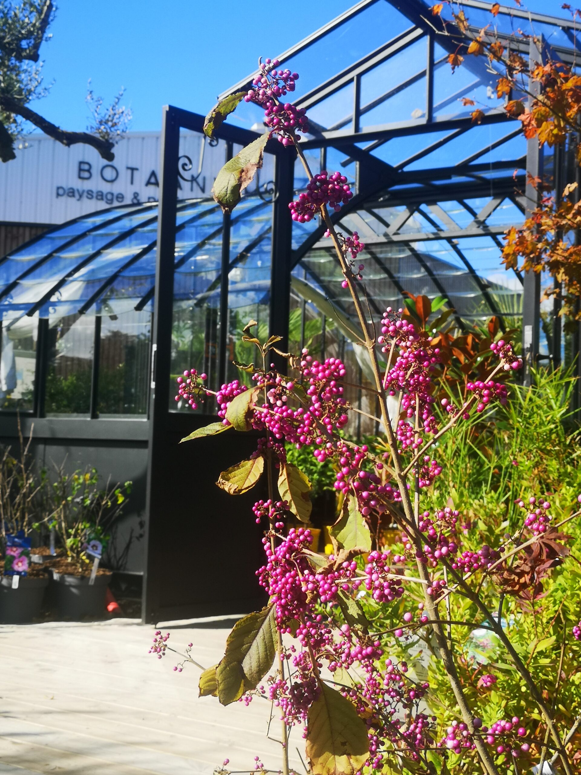 Callicarpa à la pépinière BOTAANY à L'AIguillon sur Vie (Vendée)