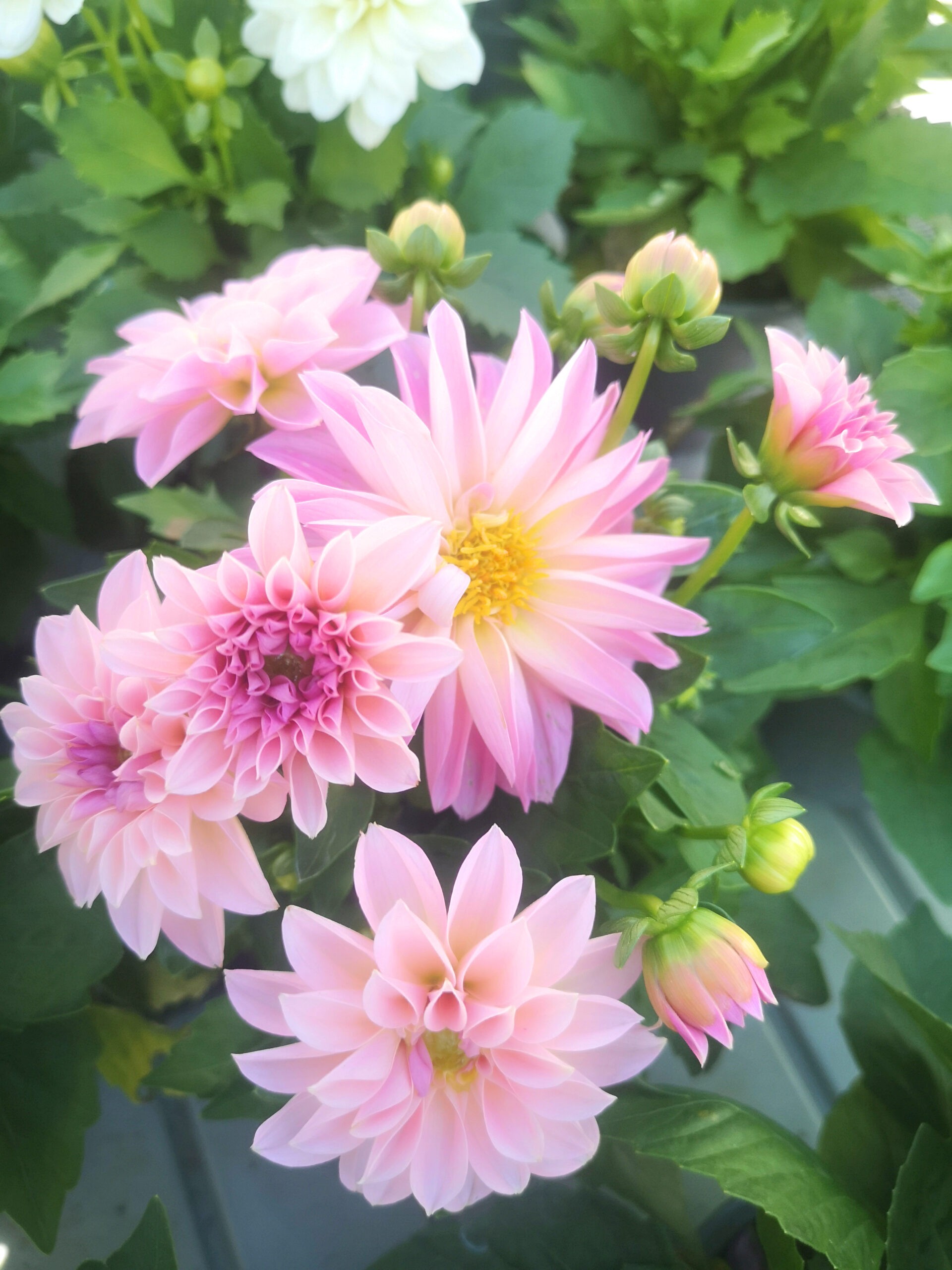 Dahlia