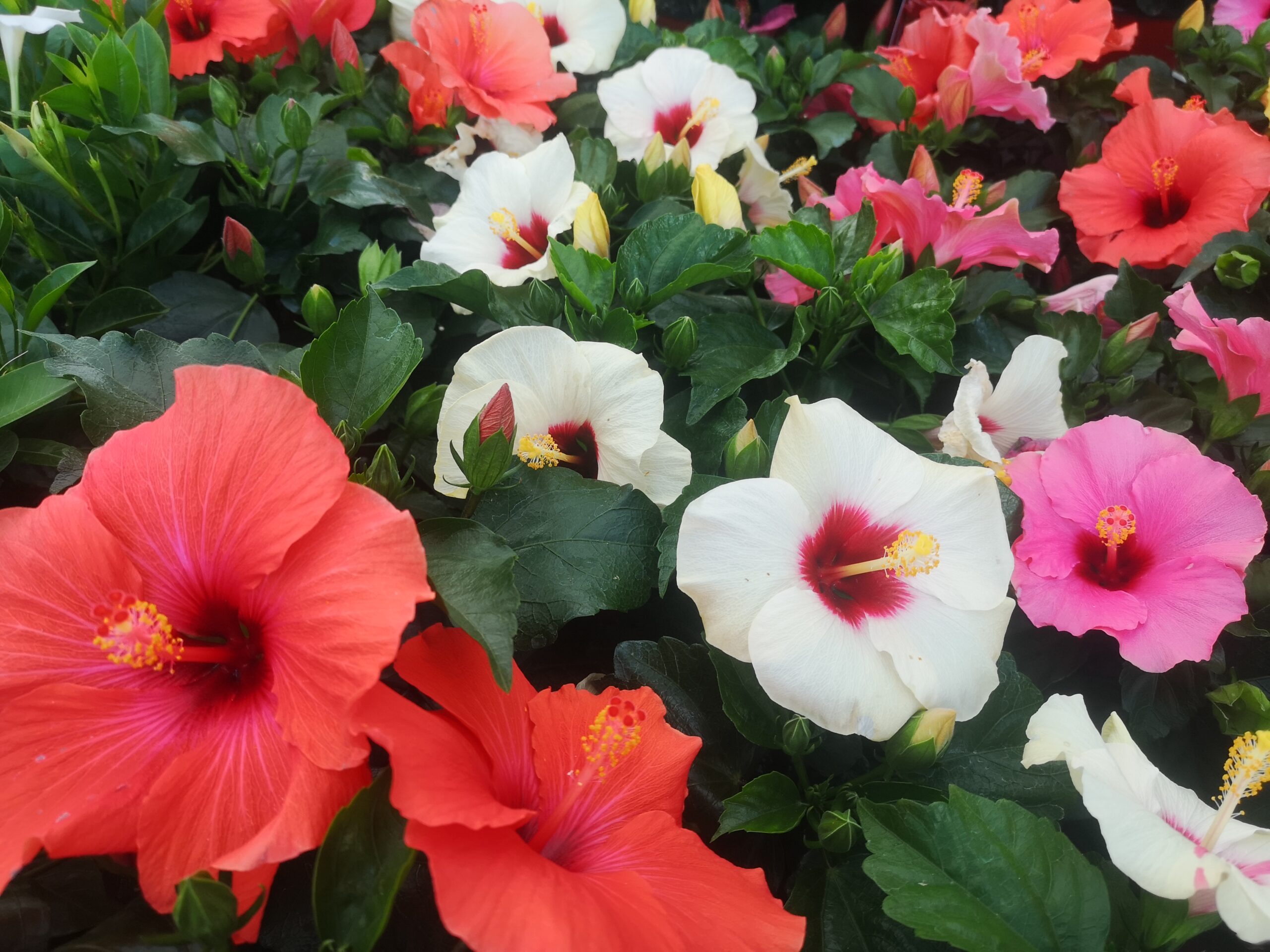 Hibiscus