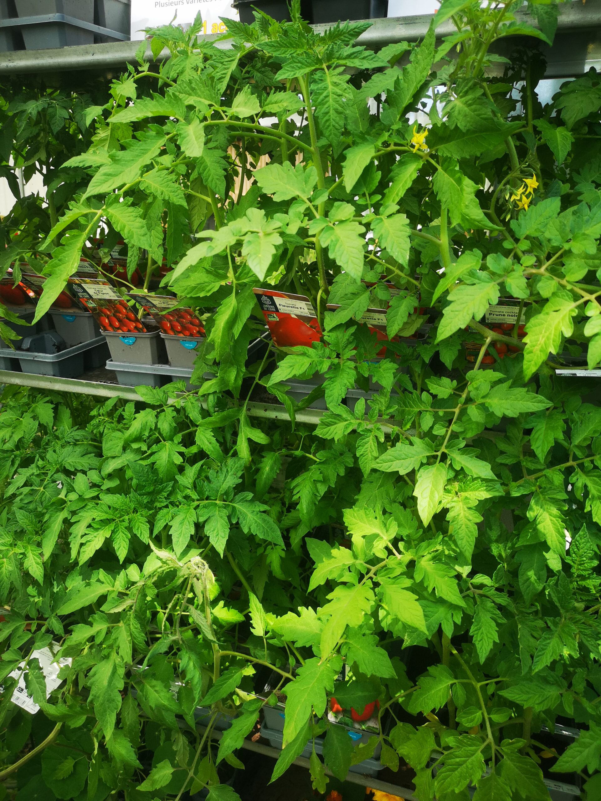 plants de tomates