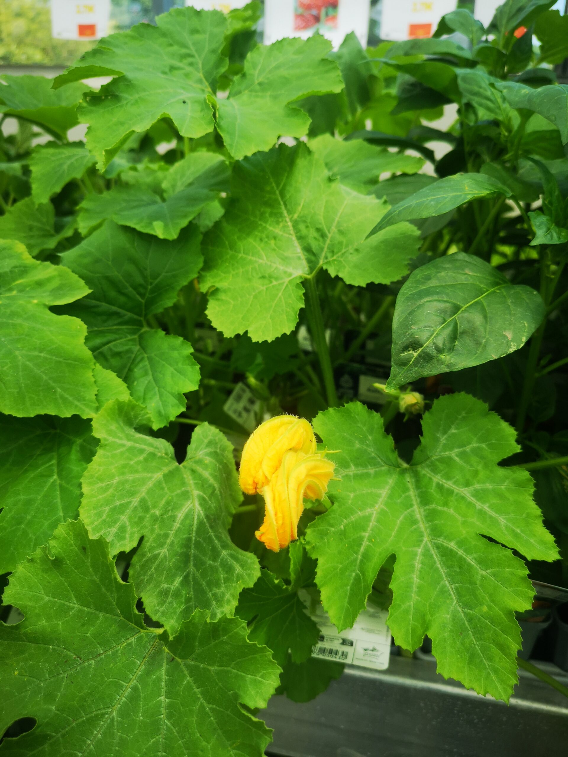 plants de courgettes