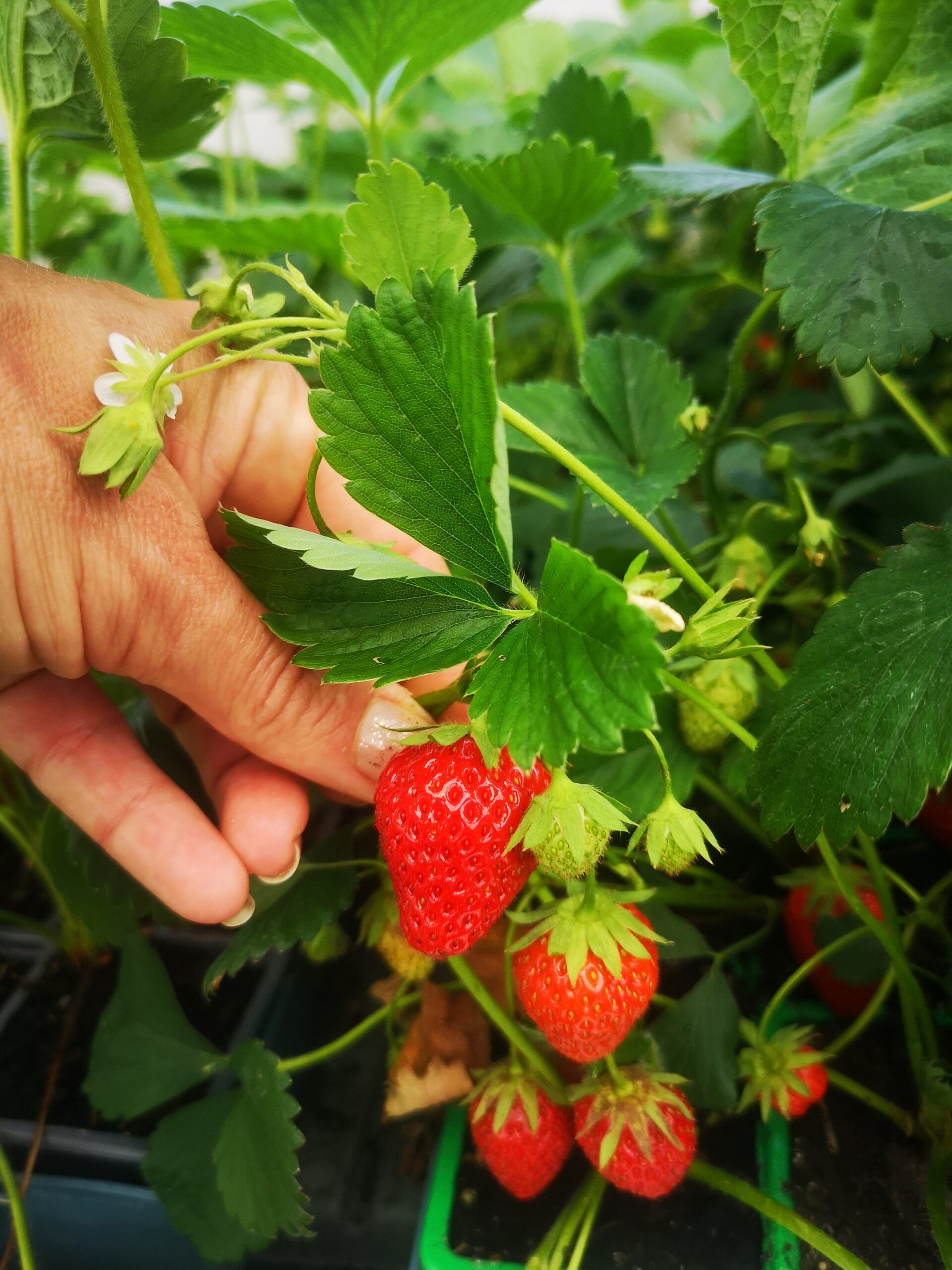 plants de fraisiers