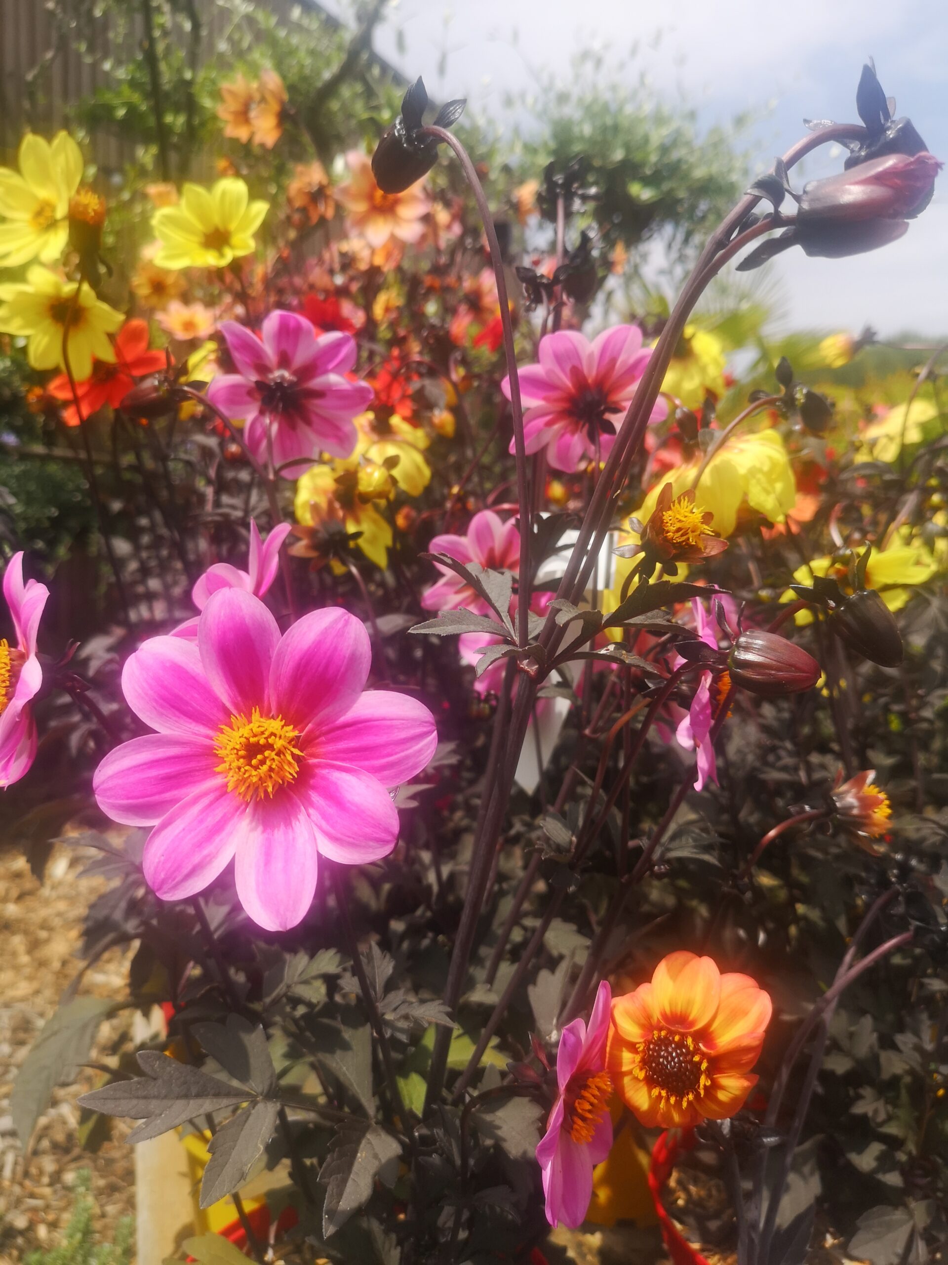 Dahlia