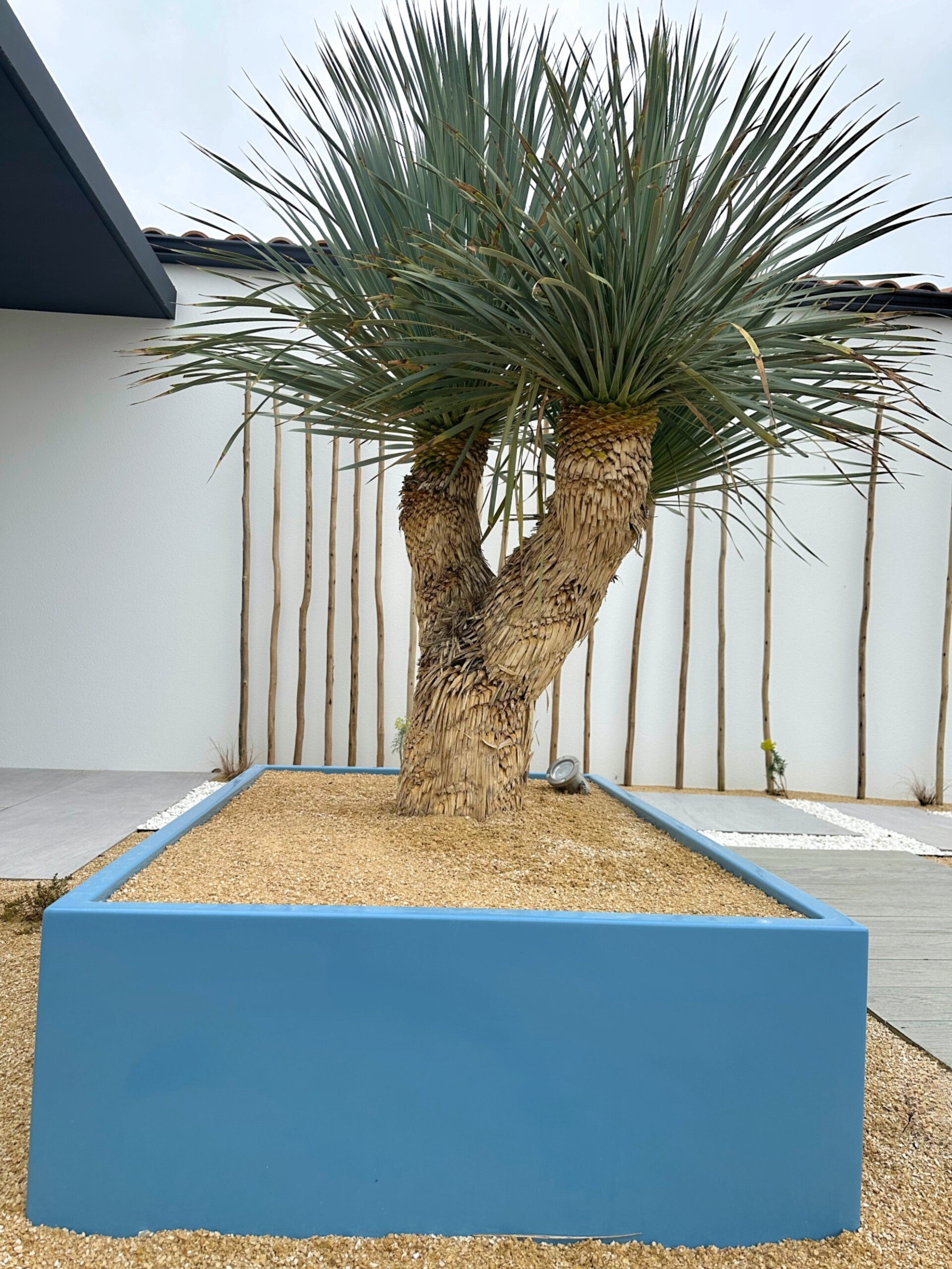 Yucca rostrata en jardinière métal bleu pour le côté bord de mer au Fenouiller (85) Yucca rostrata en jardinière métal bleu pour le côté bord de mer au Fenouiller (85)