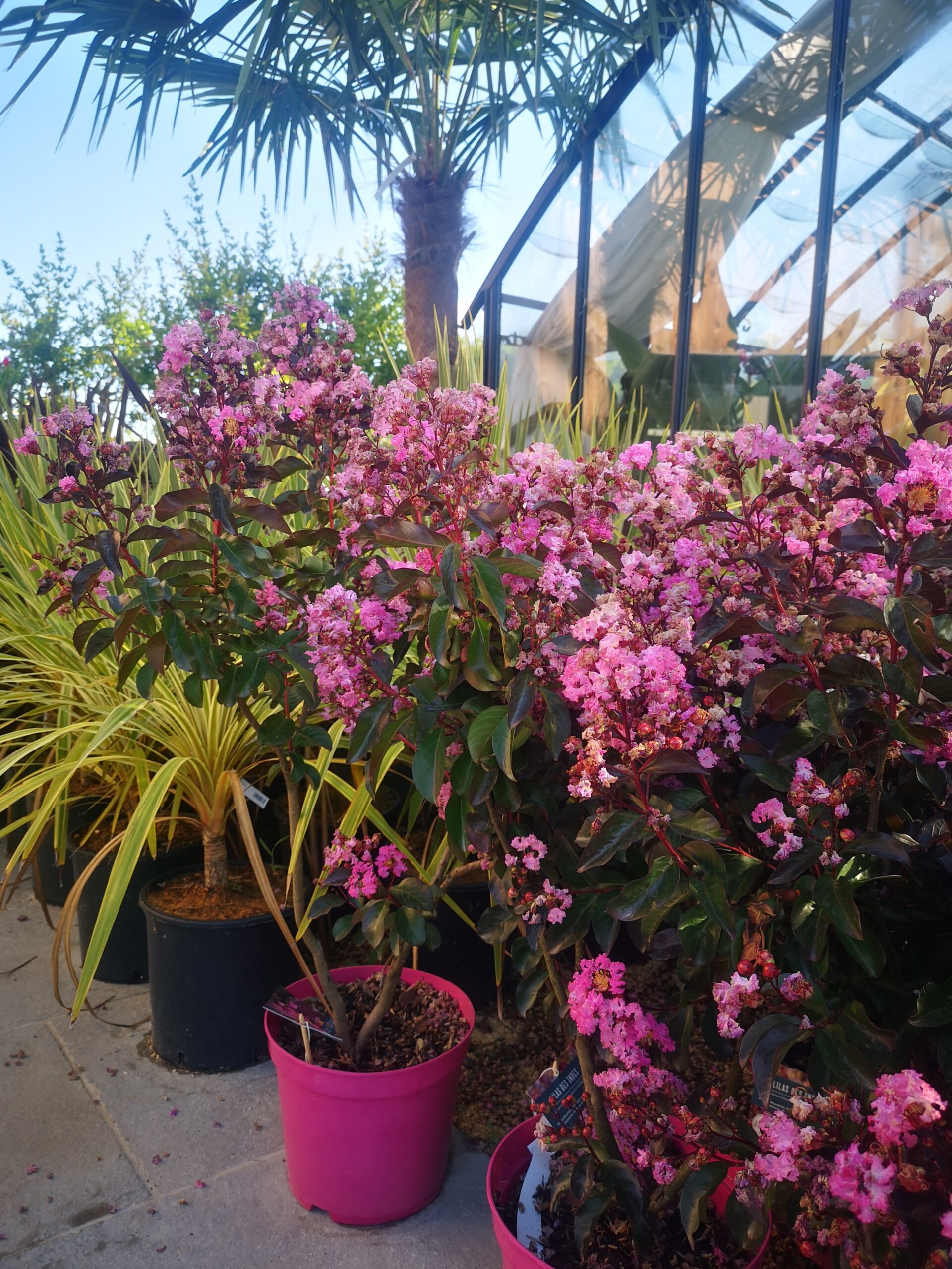 IMG_20250708_091852