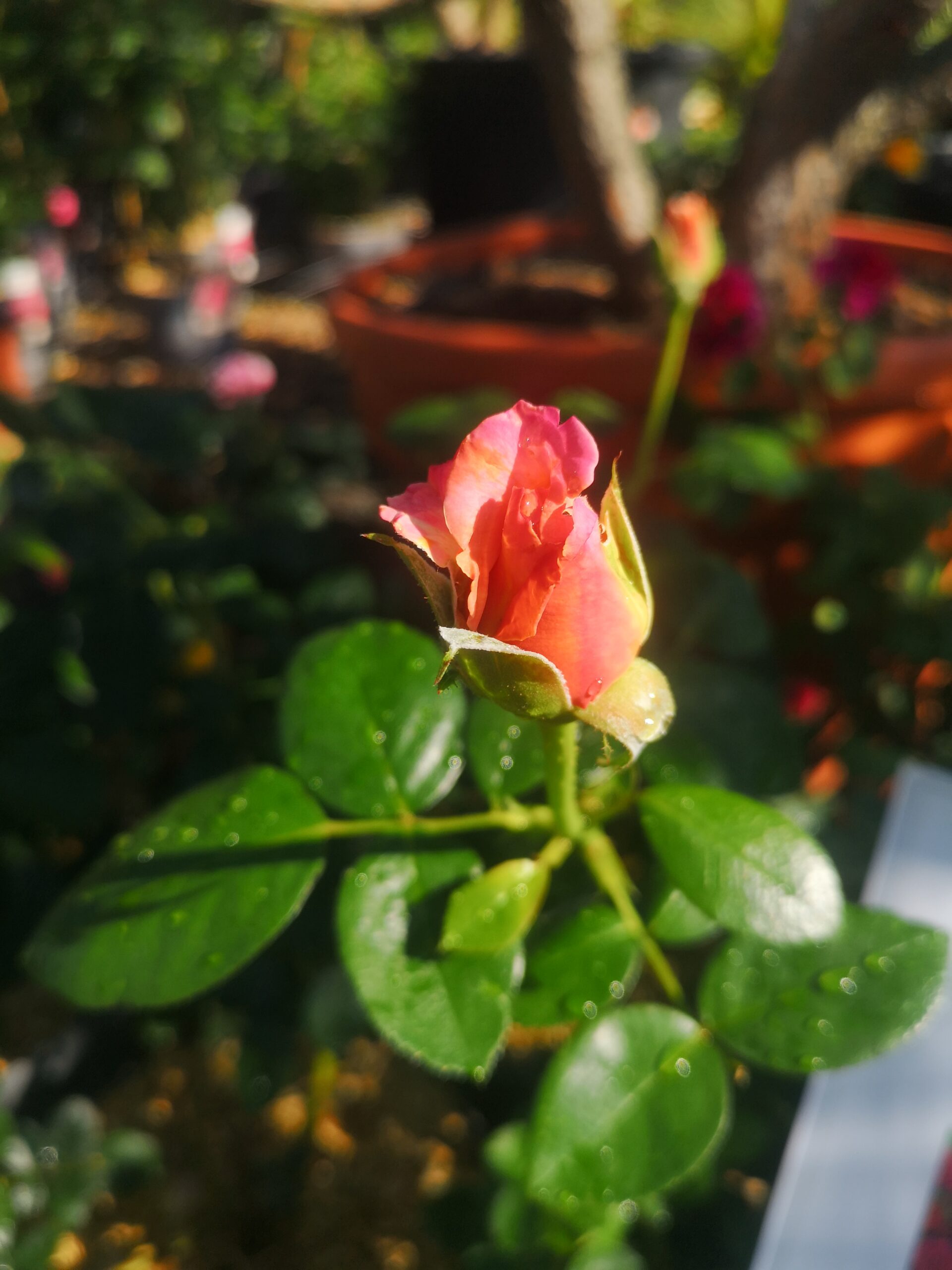 IMG_20250717_100411