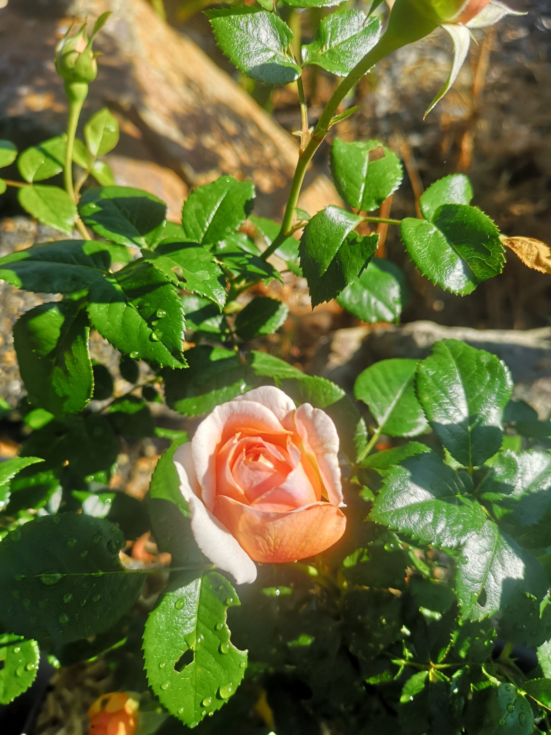 IMG_20250717_100451