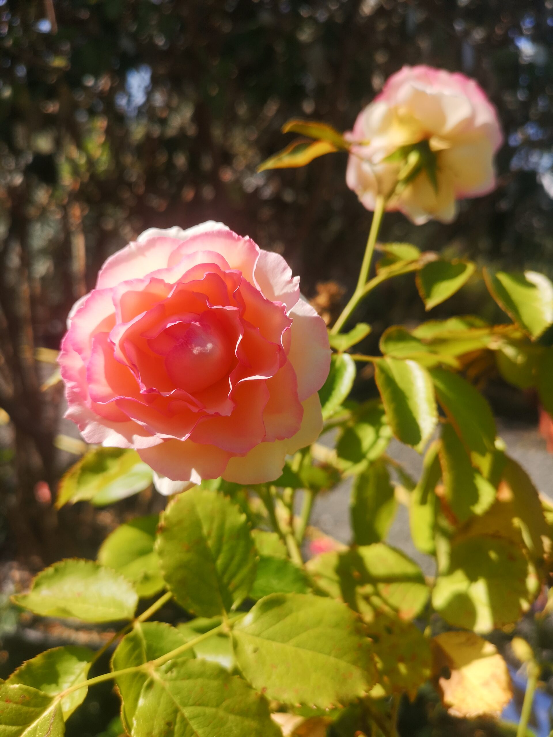 IMG_20250717_100531