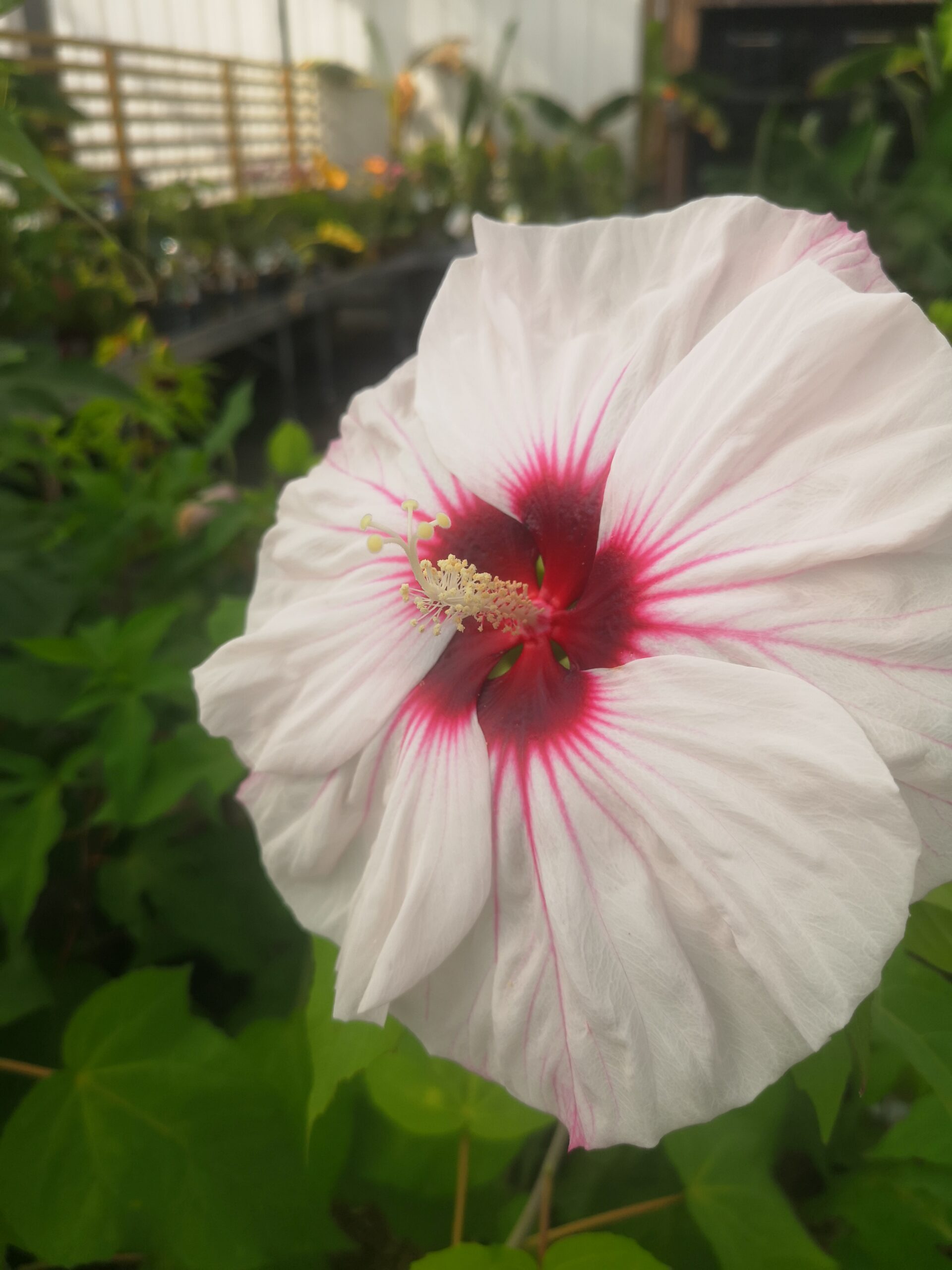 Hibiscus des Marais