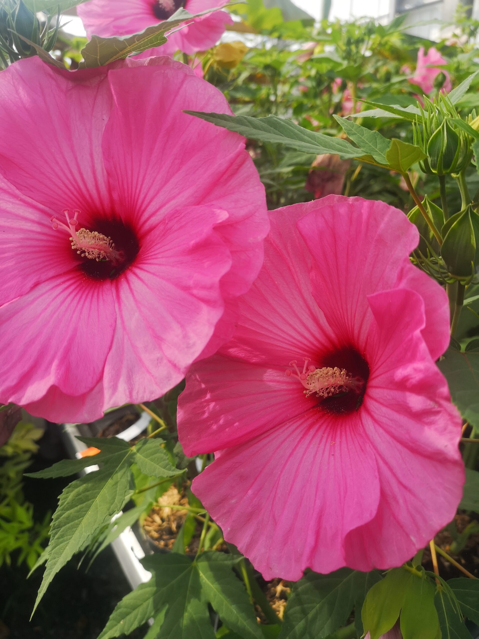 Hibiscus des Marais