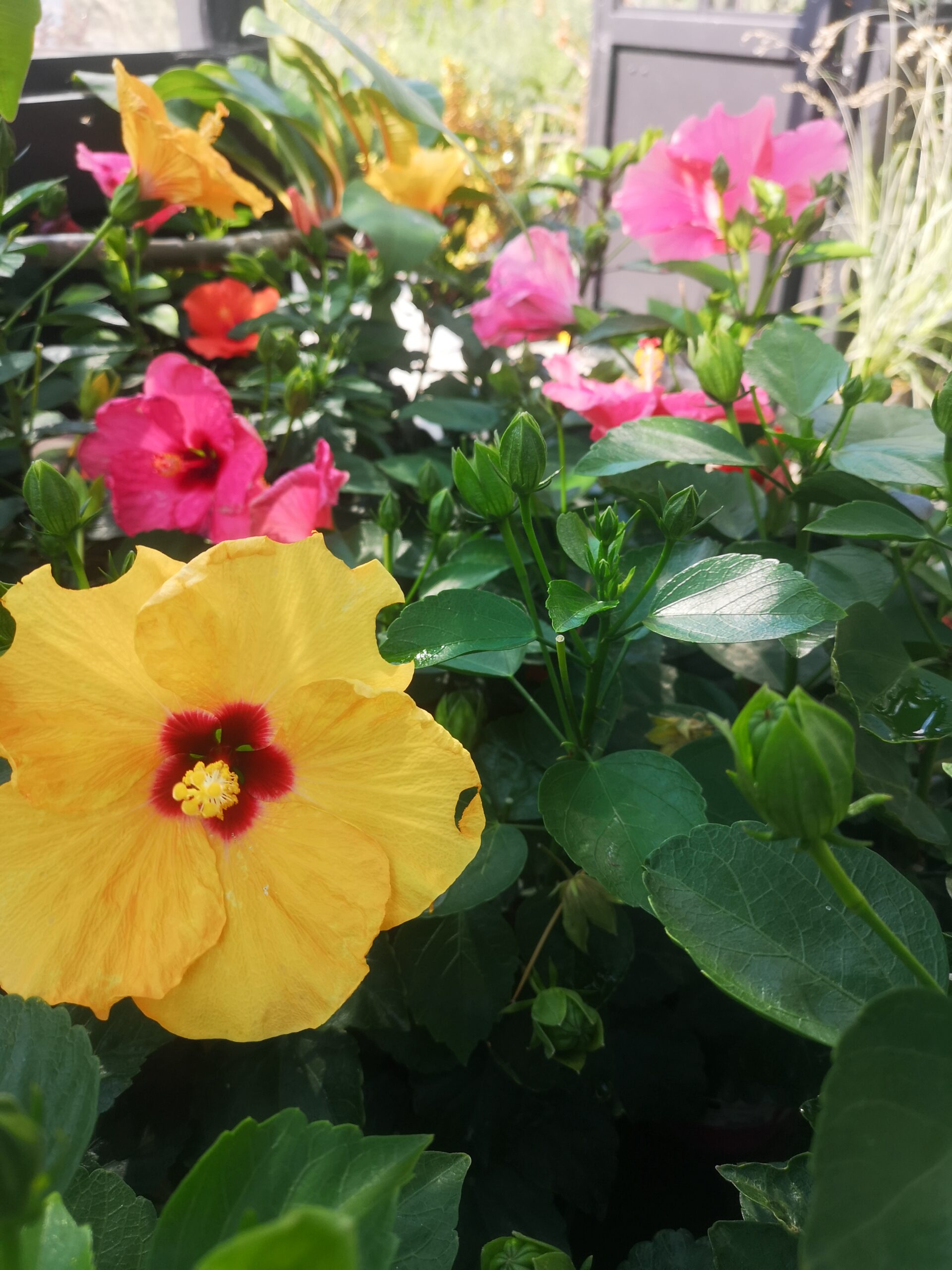 Hibiscus des Marais