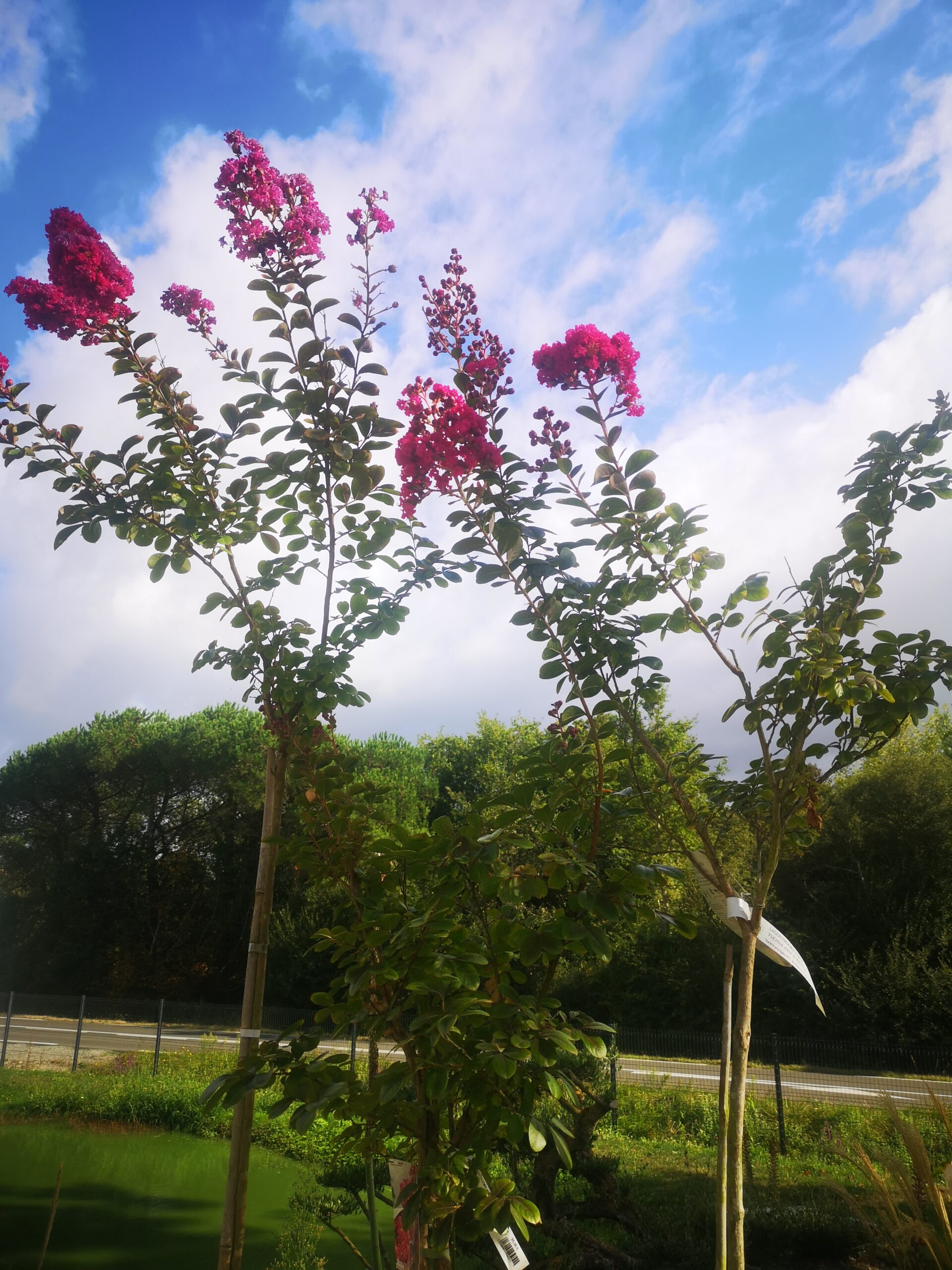 lilas des indes BOTAANY la pépinière St Gilles