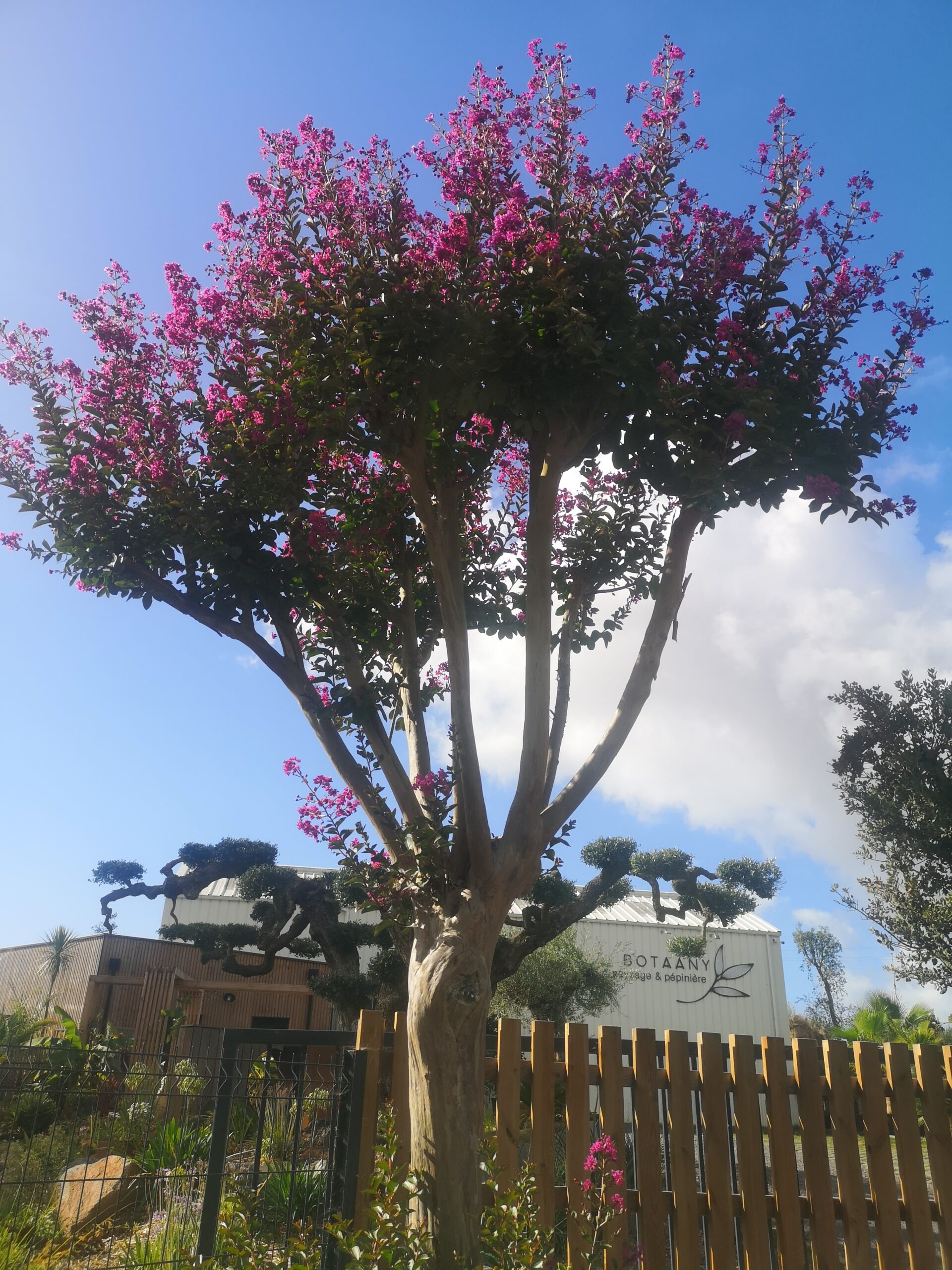 lilas des indes BOTAANY la pépinière St Gilles