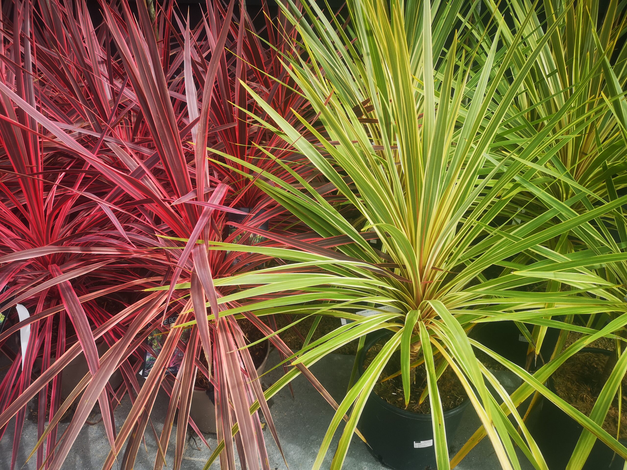 Cordylines à BOTAANY la pépinière à L'Aiguillon sur vie (85)