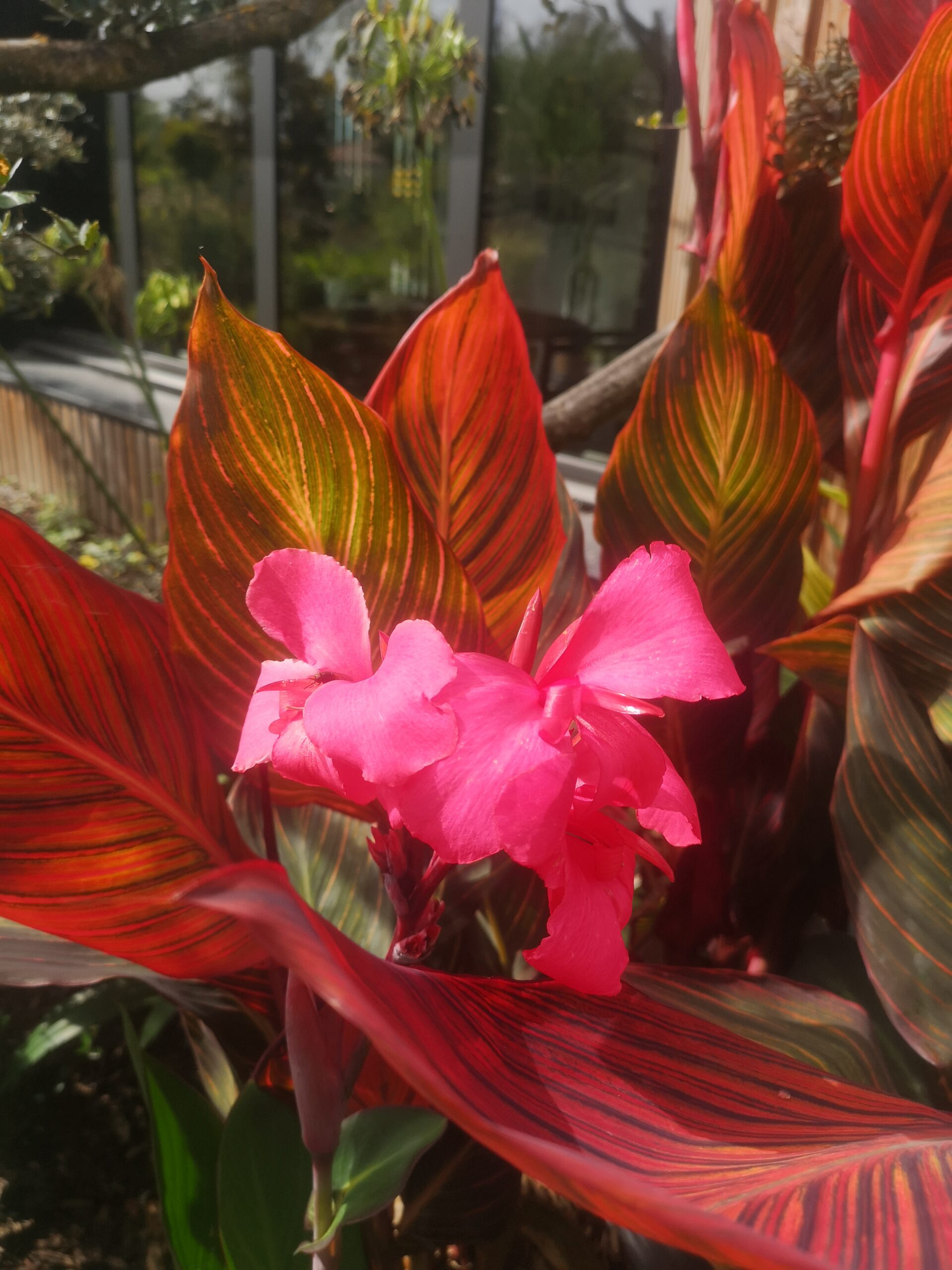 Canna tropicanna BOTAANY la pépinière (85)