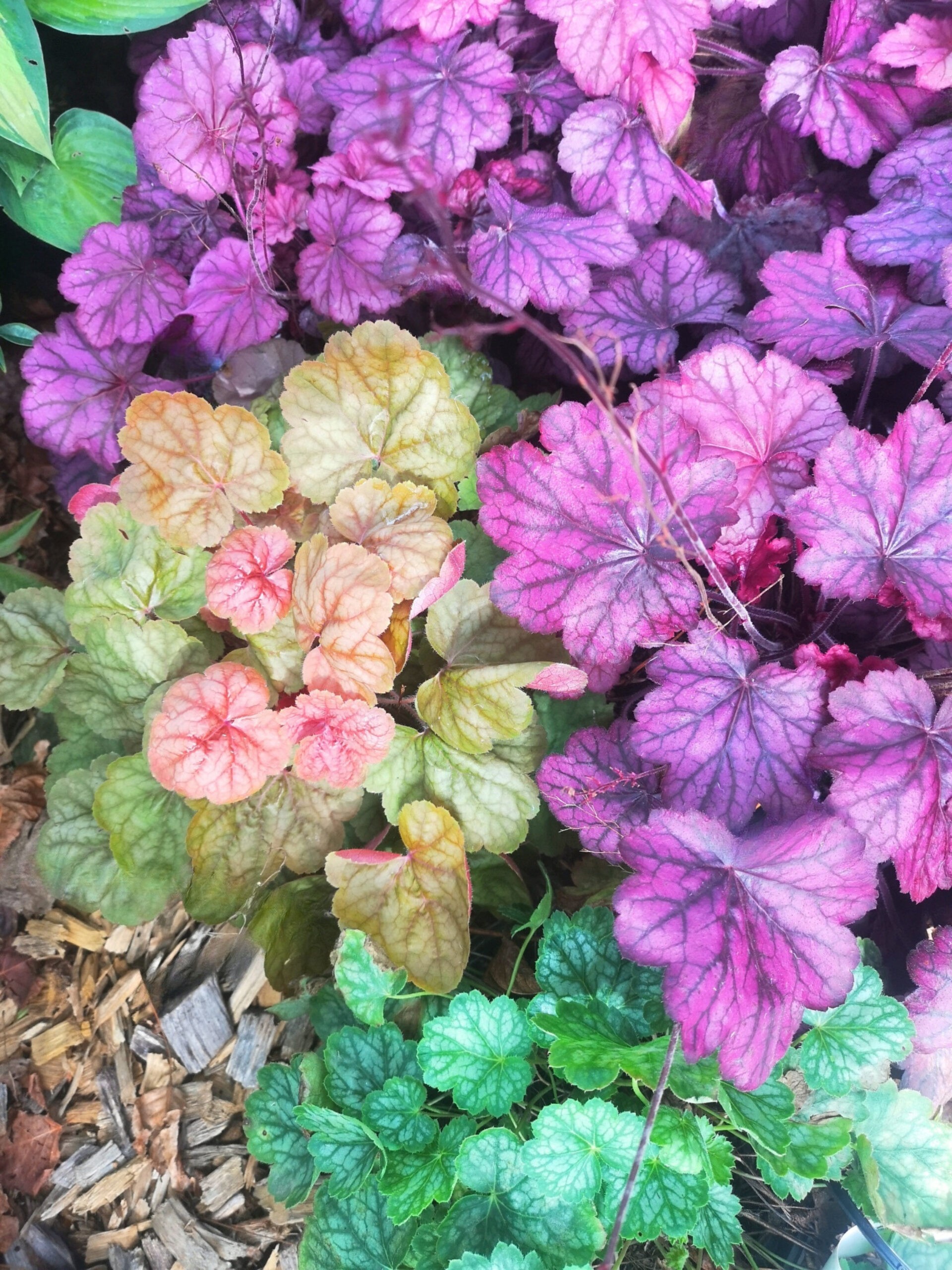 Heuchera BOTAANY la pépinière (85)