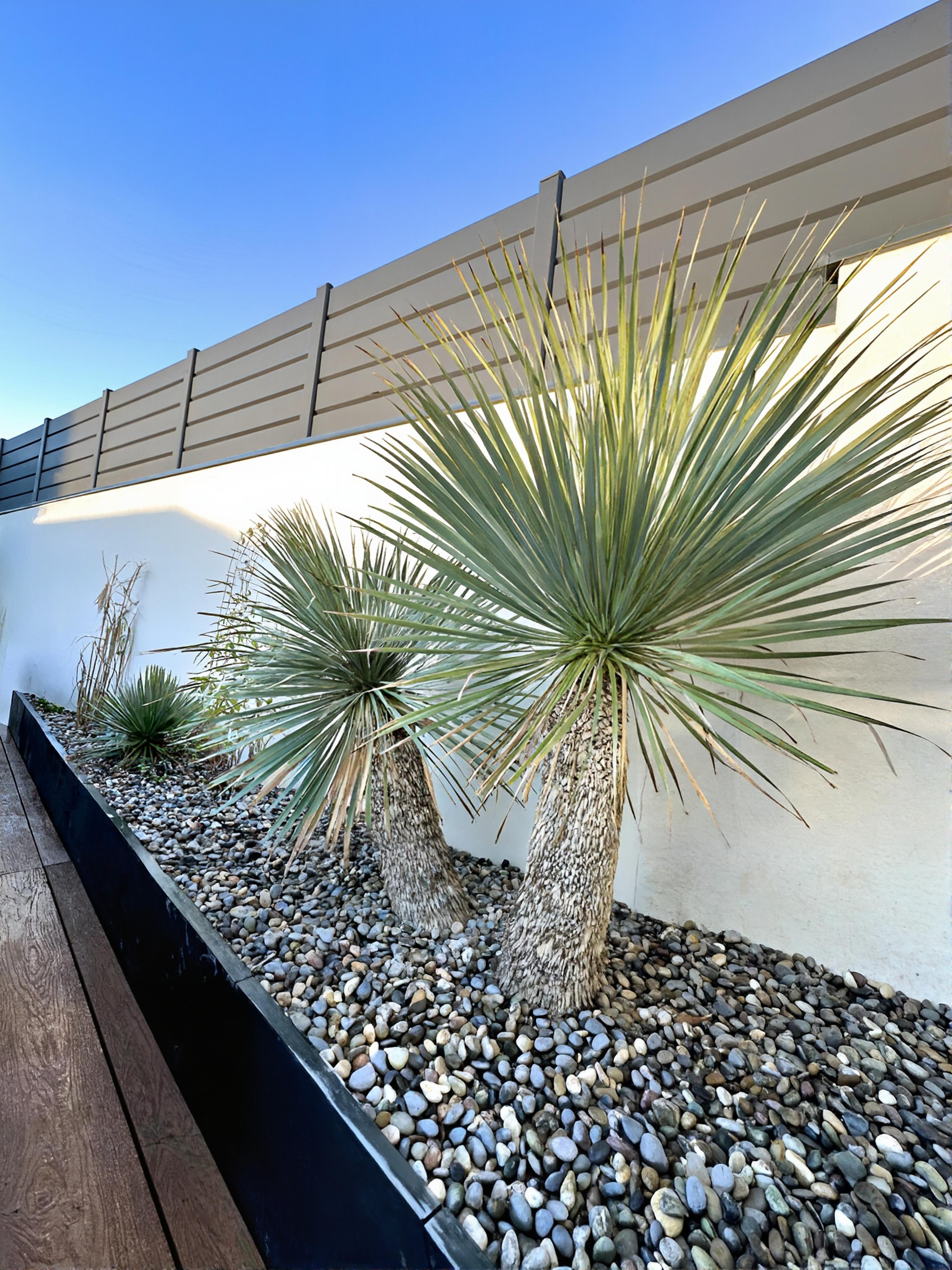 Yucca rostrata de la pépinière BOTAANY à L'Aiguillon sur vie (85)