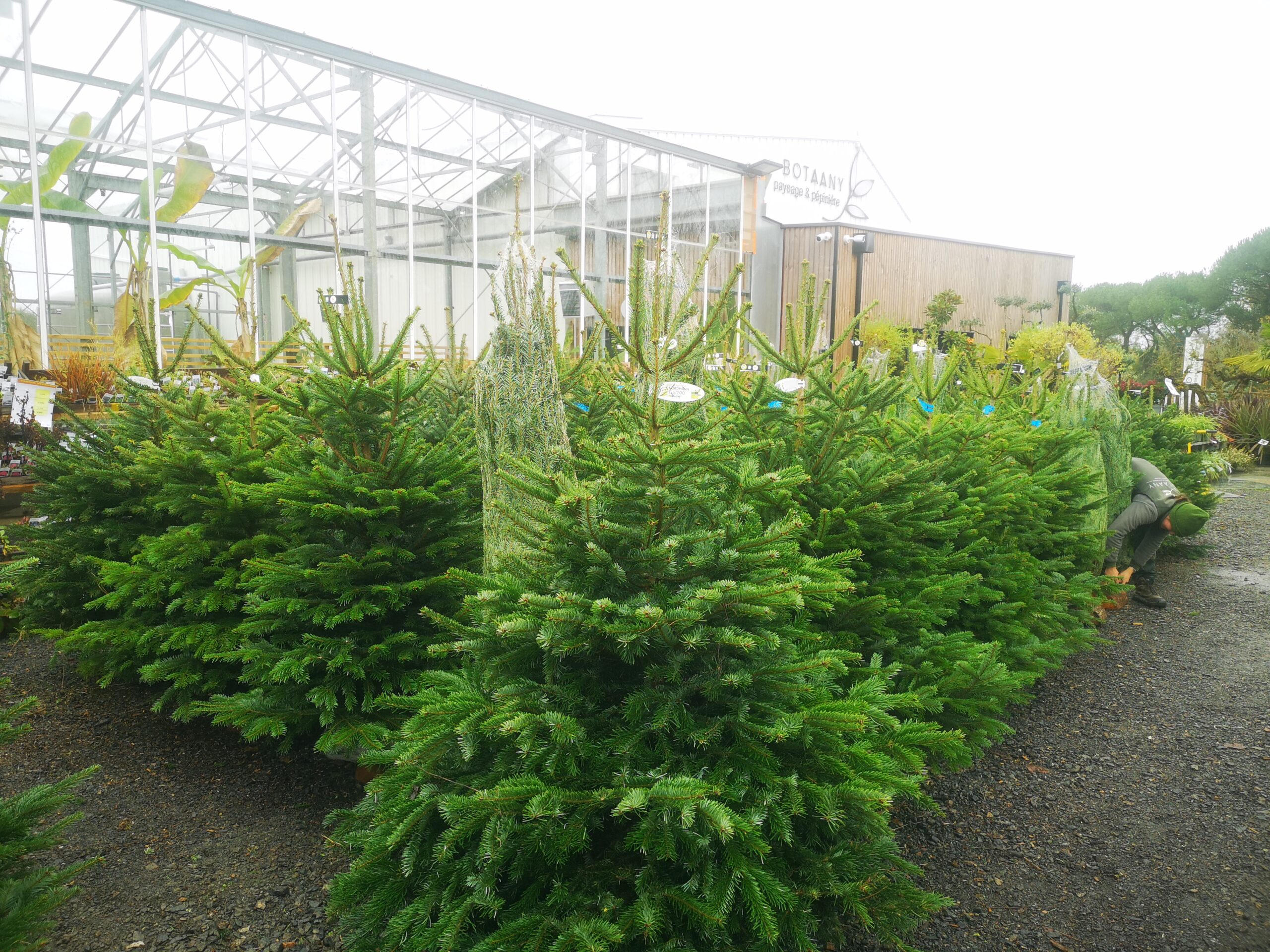 Les sapins Nordmann qualités premium de 1m à 2m50 sont arrivés à BOTAANY la pépinière à l'Aiguillon sur vie !