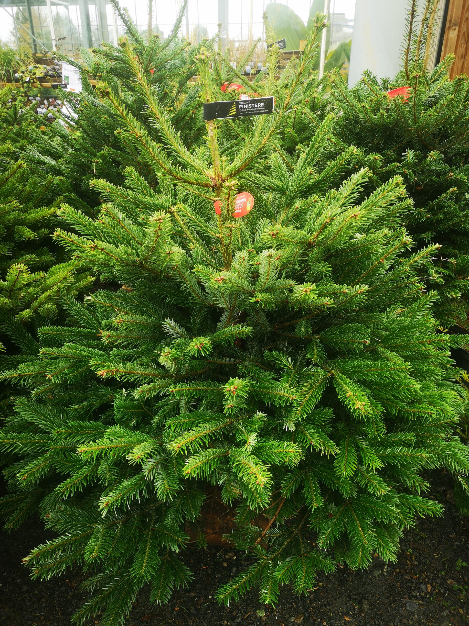 Les sapins Nordmann qualités premium de 1m à 2m50 sont arrivés à BOTAANY la pépinière à l'Aiguillon sur vie !