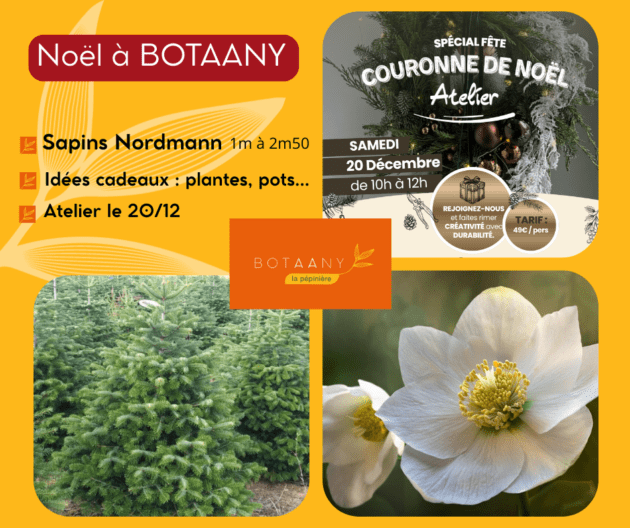 Sapins de Noël BOTAANY