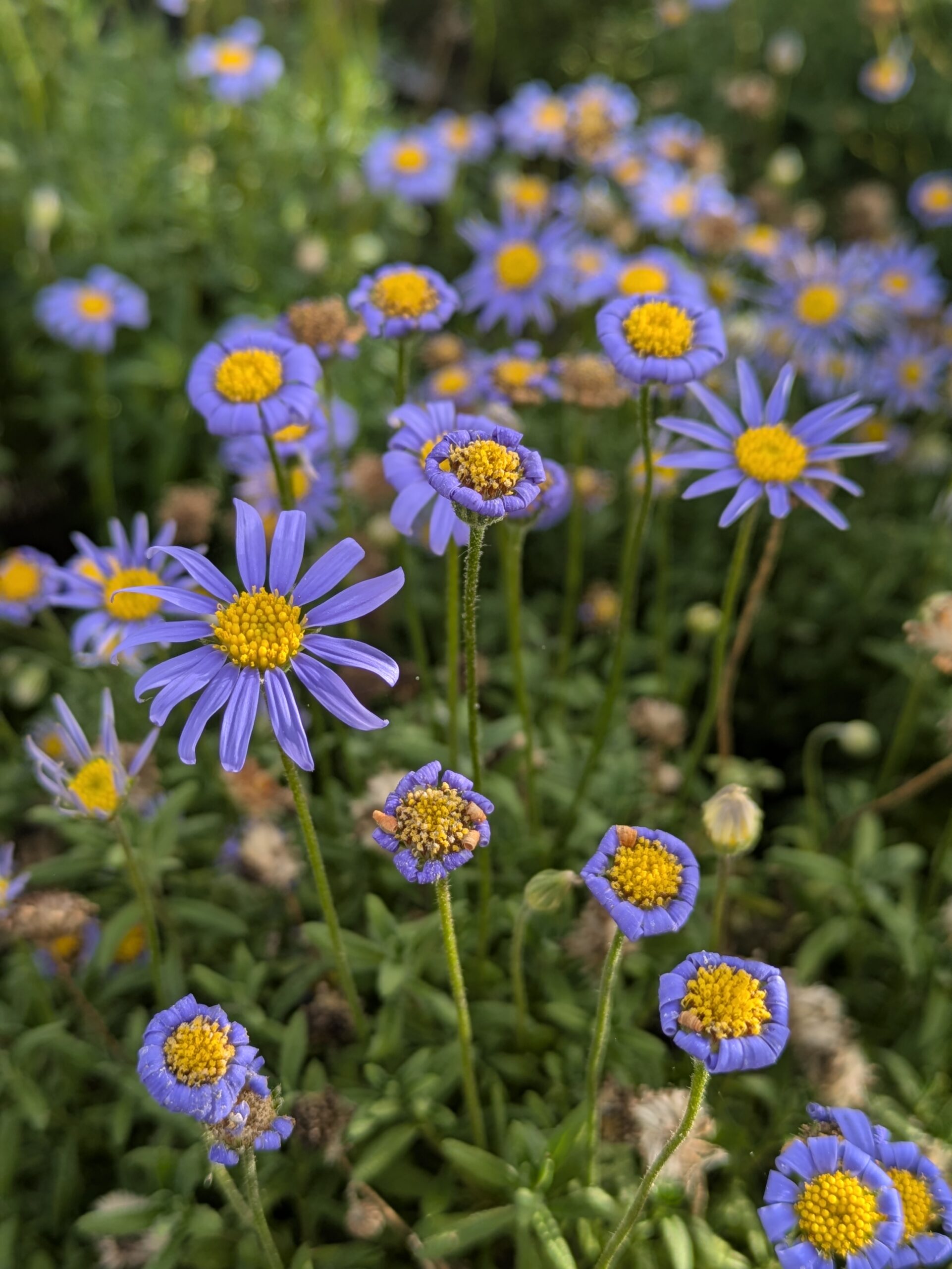 Pépinière BOTAANY à L'Aiguillon sur vie ouverte aux particuliers et professionnels, entrée libre du lundi au samedi
