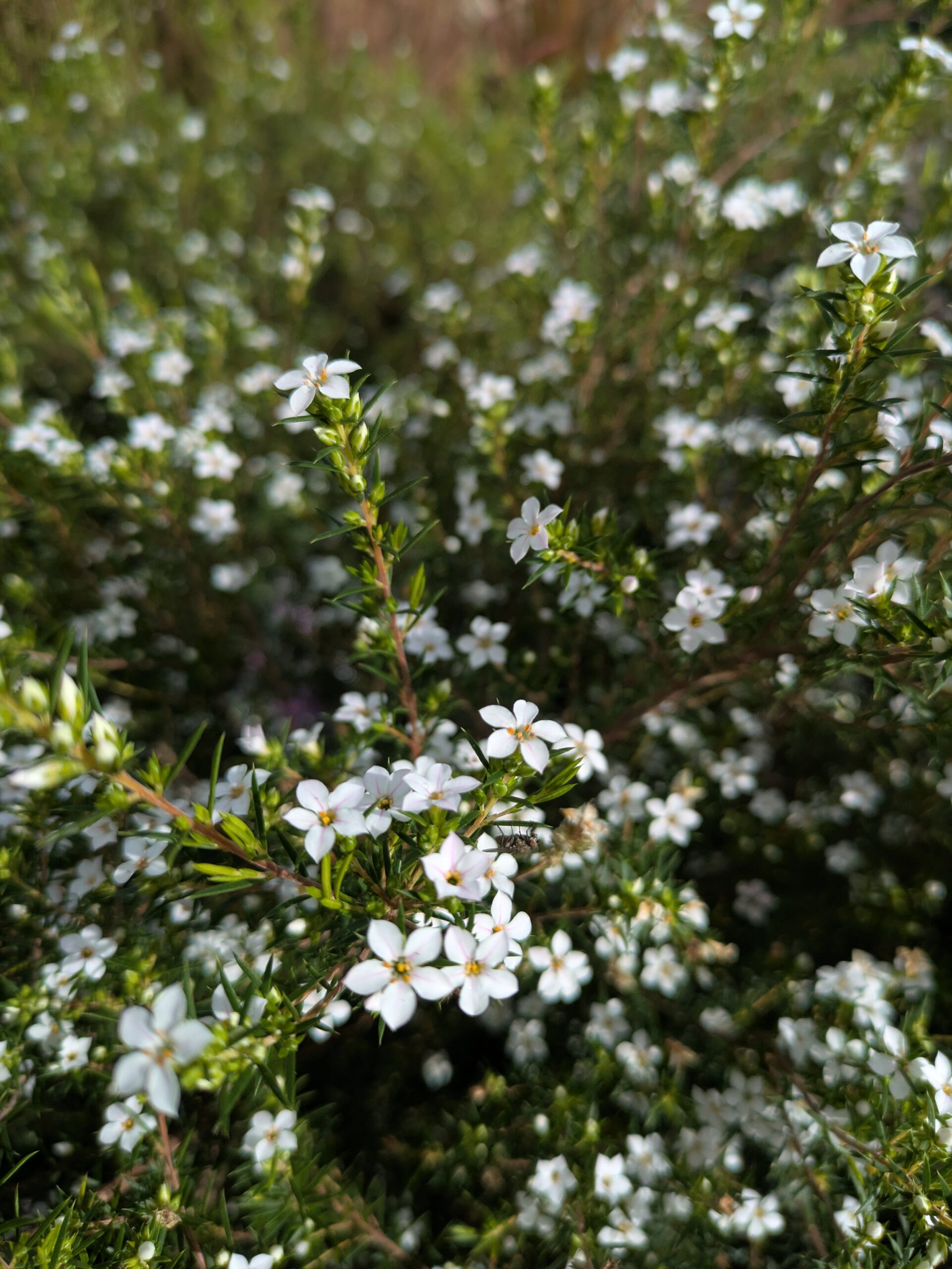 Pépinière BOTAANY à L'Aiguillon sur vie ouverte aux particuliers et professionnels, entrée libre du lundi au samedi