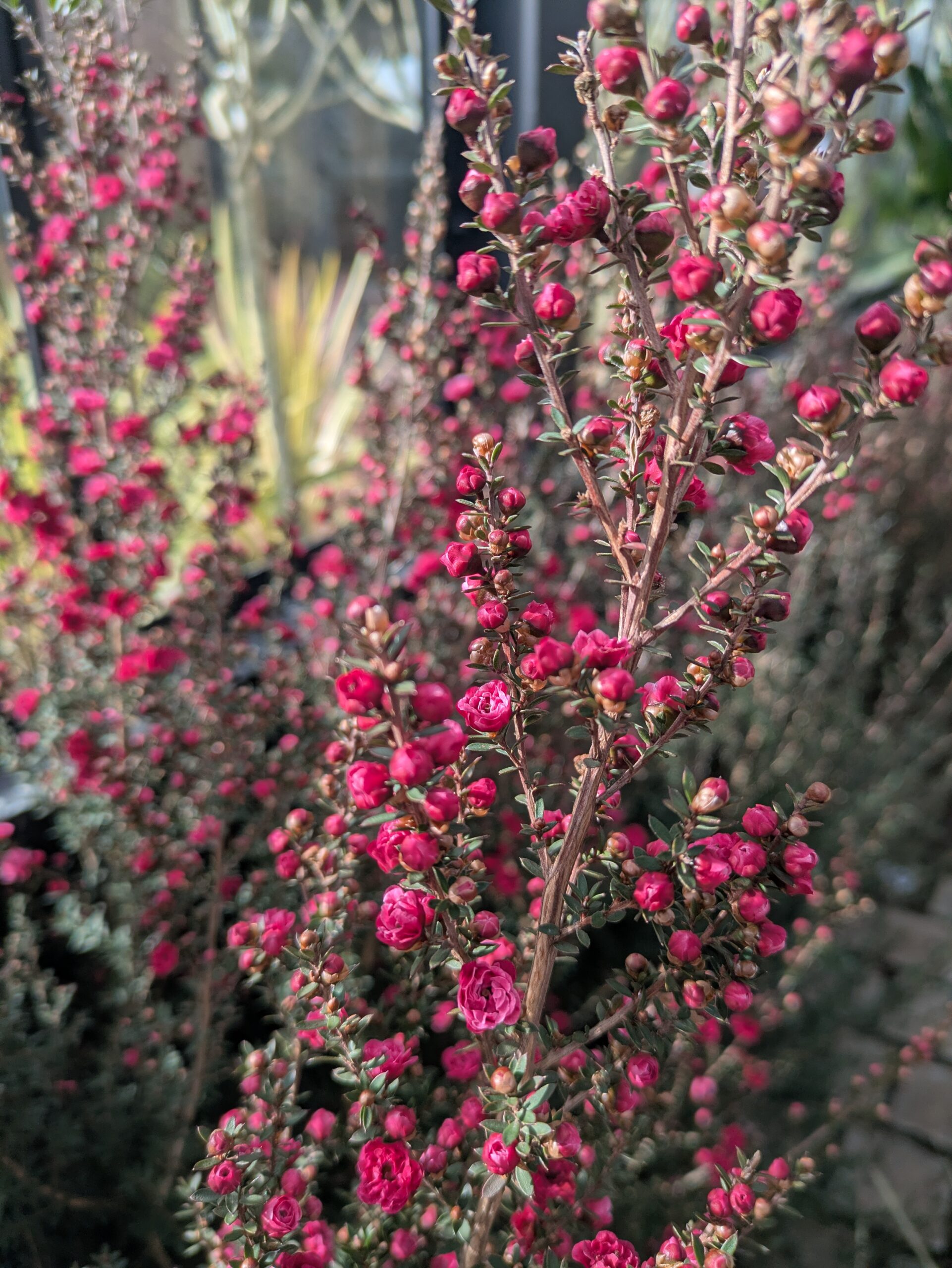 Pépinière BOTAANY à L'Aiguillon sur vie ouverte aux particuliers et professionnels, entrée libre du lundi au samedi