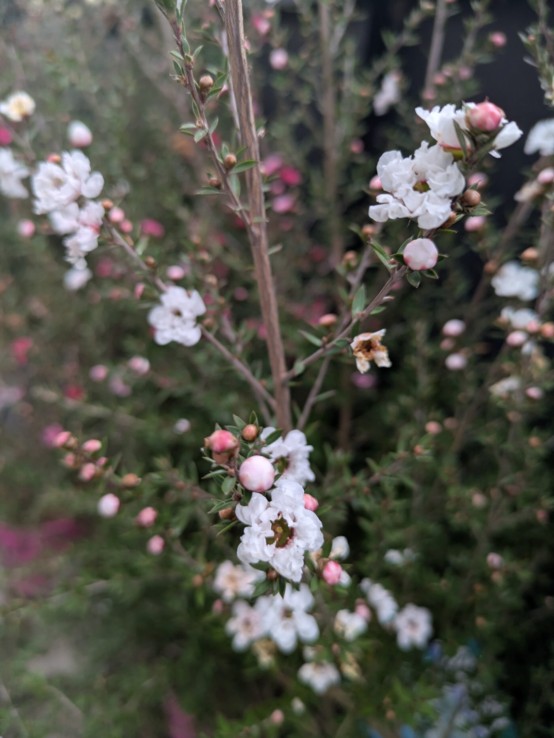 PXL_20260212_130644877.MP