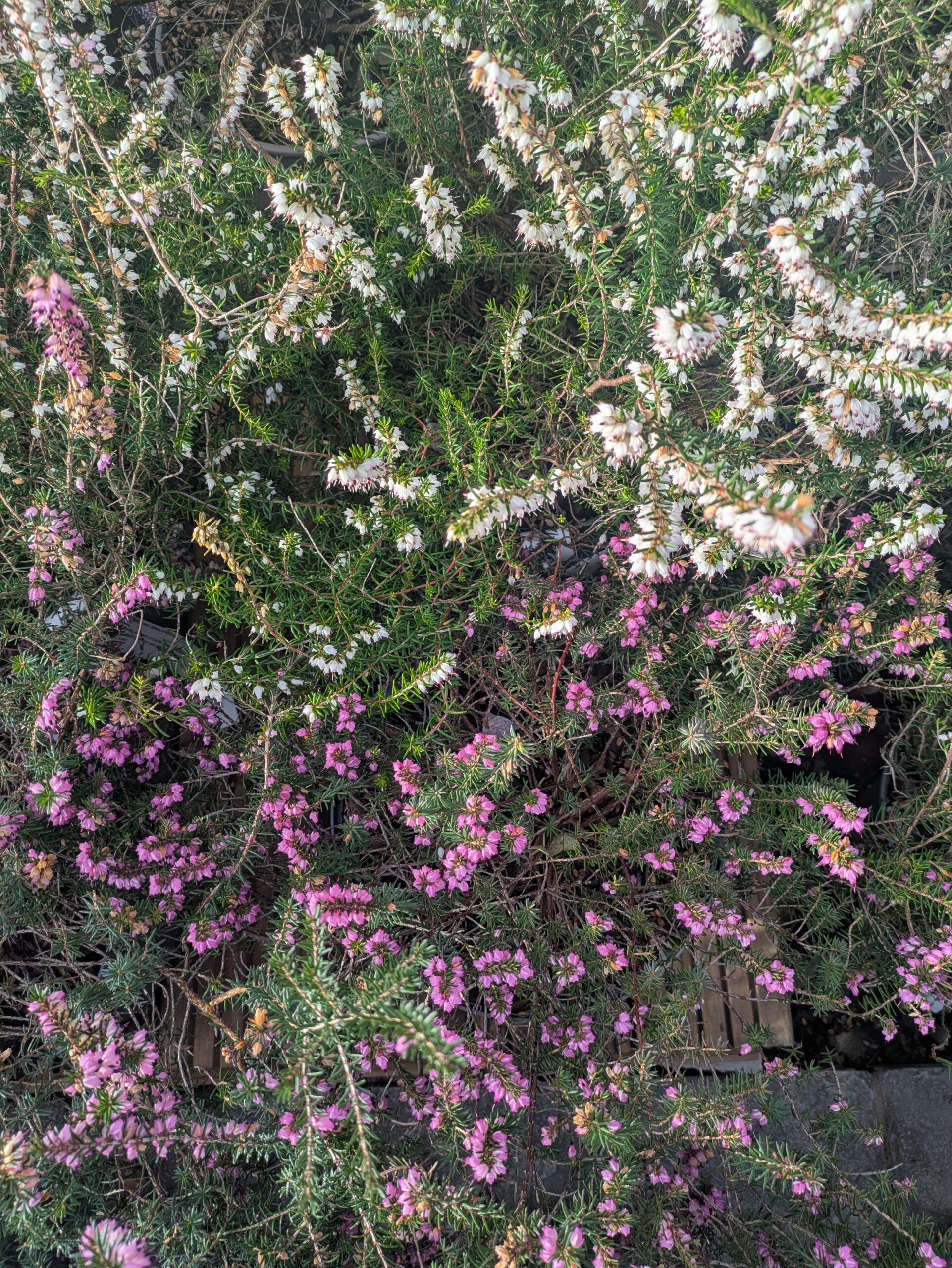 PXL_20260217_085823585