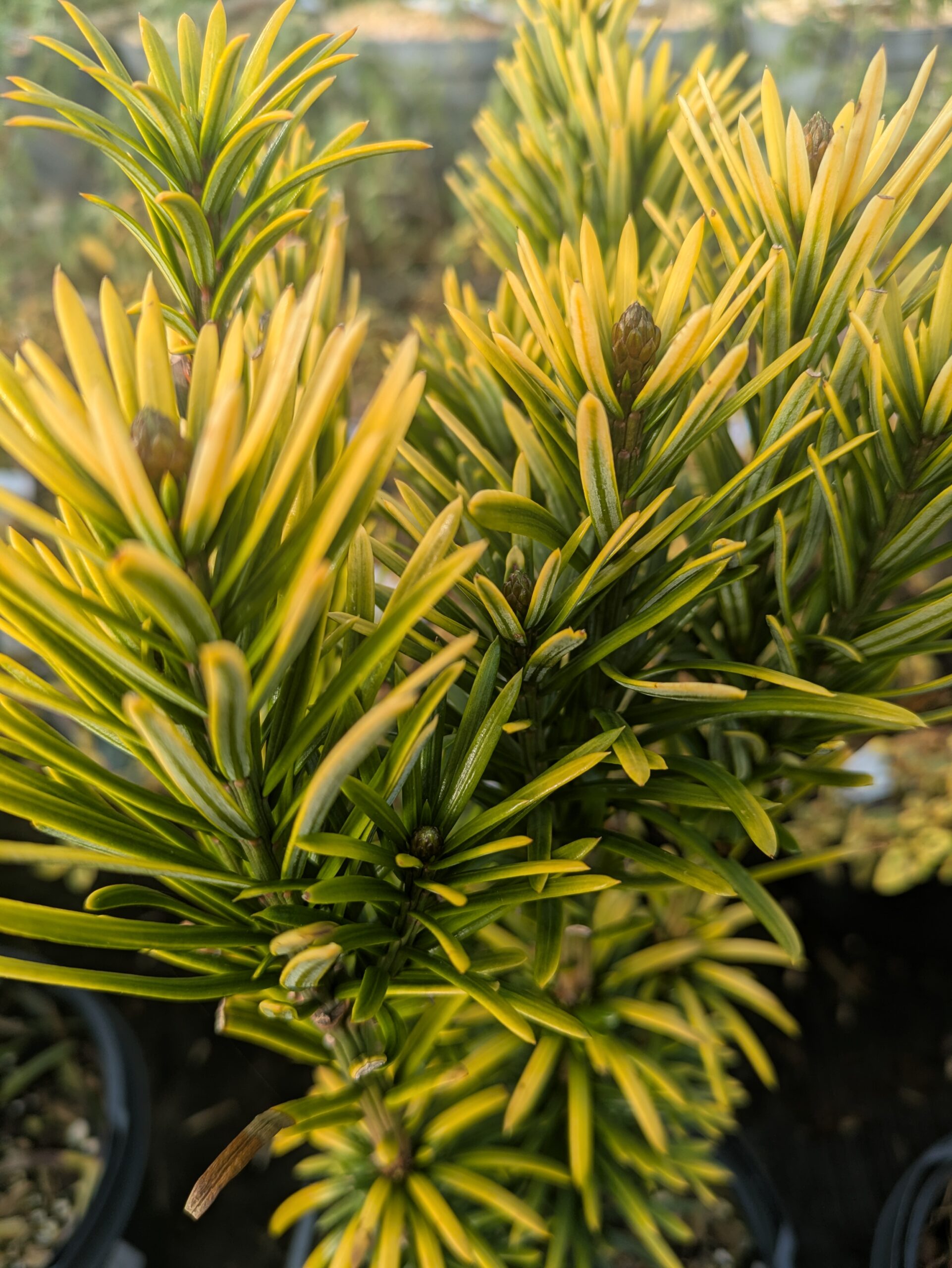 PXL_20260217_090009984