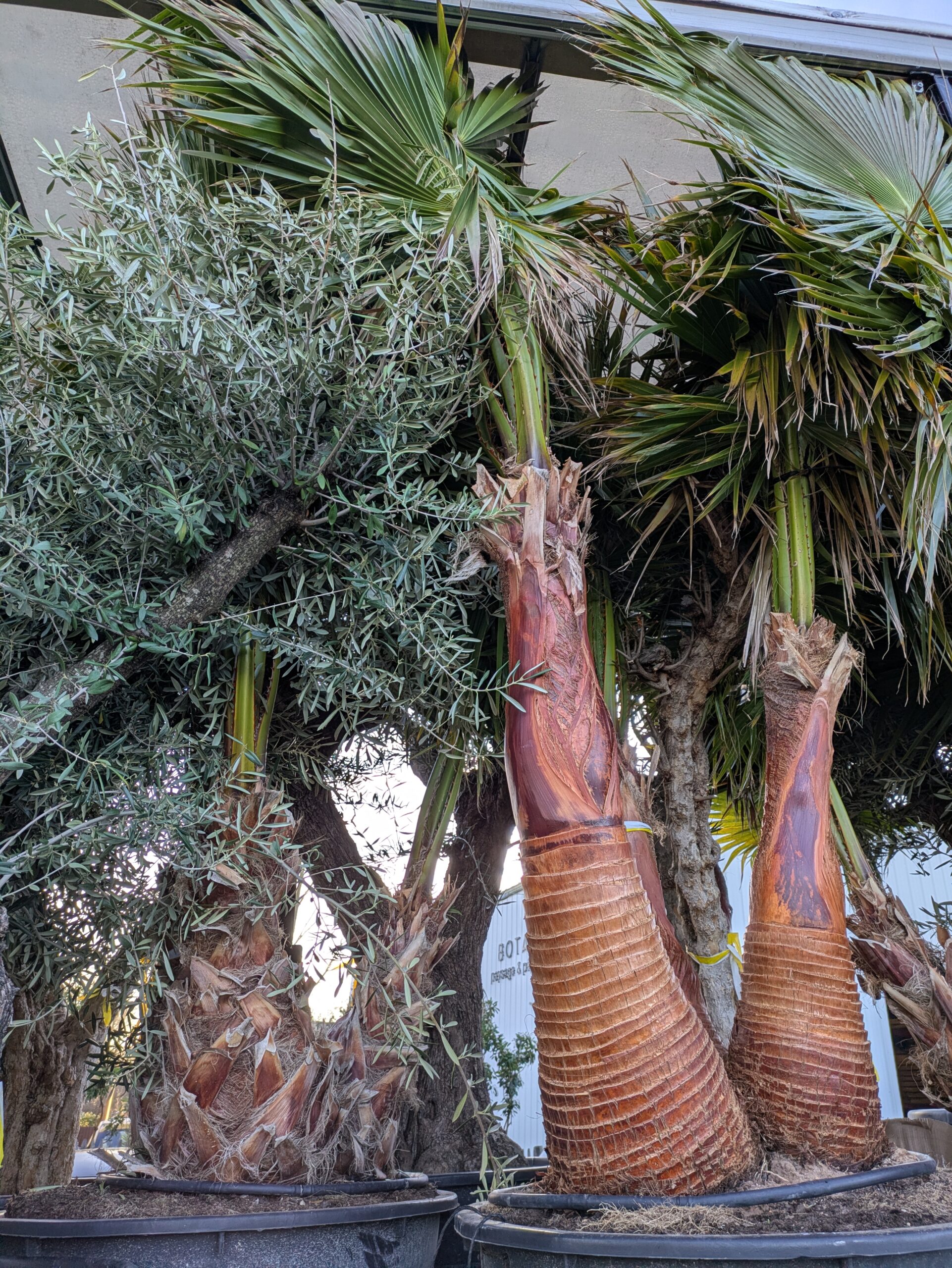 Nombreux arrivages à Botaany la pépinière à L'Aiguillon sur vie (85)