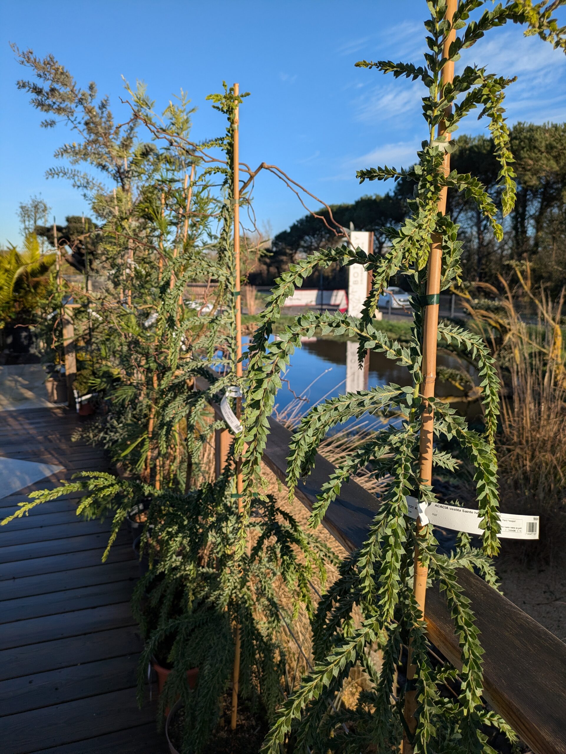 Nombreux arrivages à Botaany la pépinière à L'Aiguillon sur vie (85)