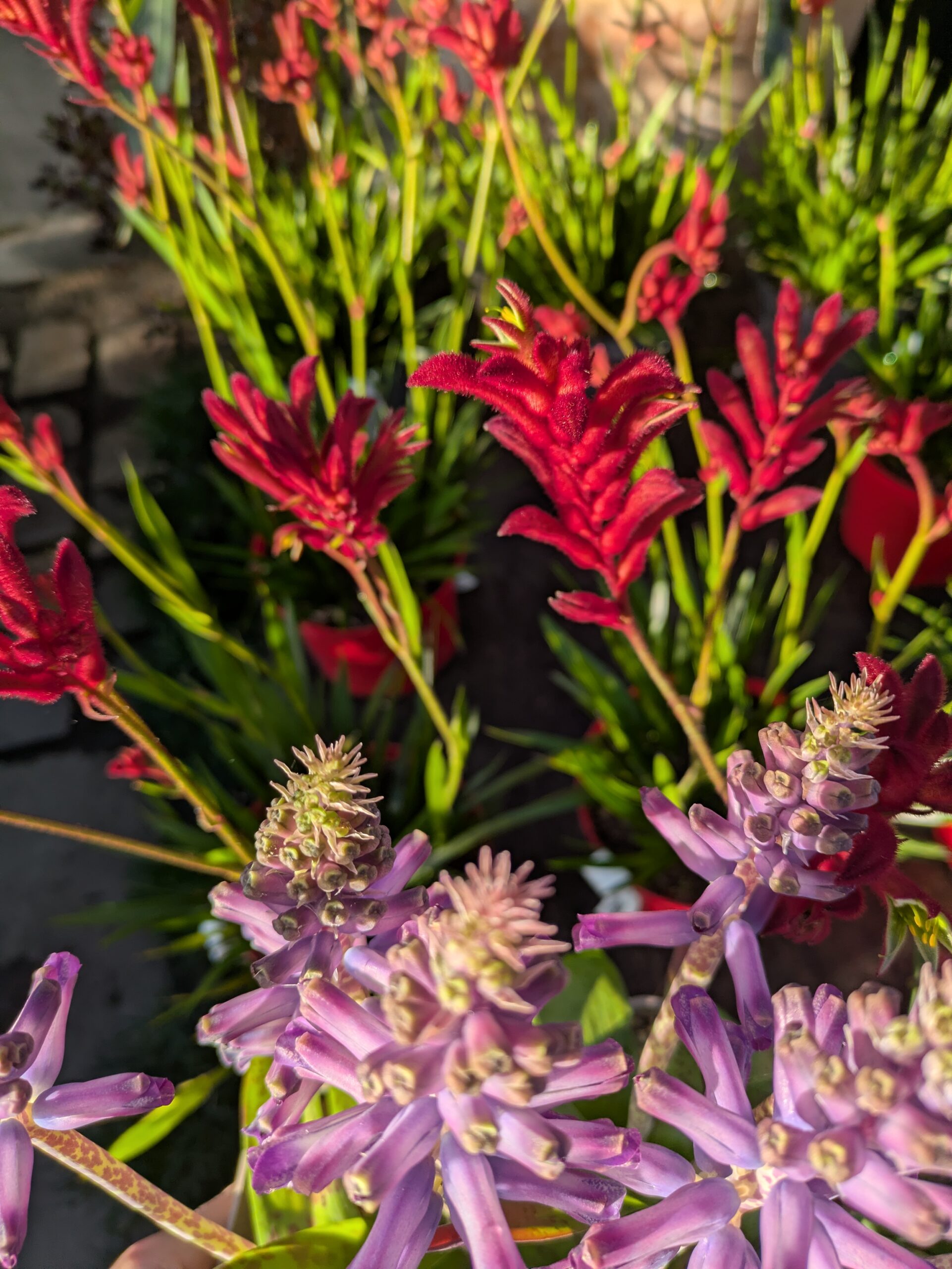 Nombreux arrivages à Botaany la pépinière à L'Aiguillon sur vie (85)