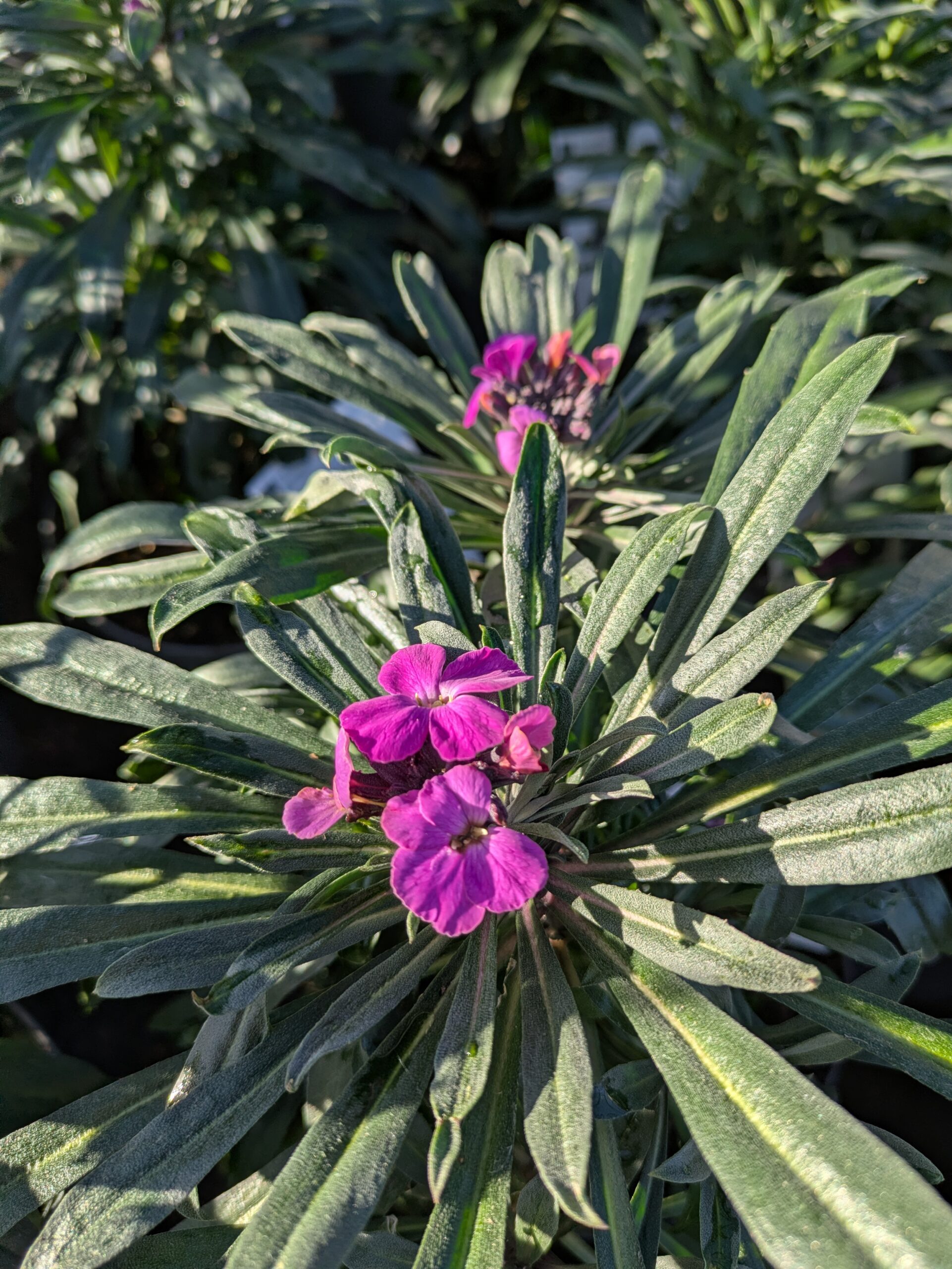 Nombreux arrivages à Botaany la pépinière à L'Aiguillon sur vie (85)