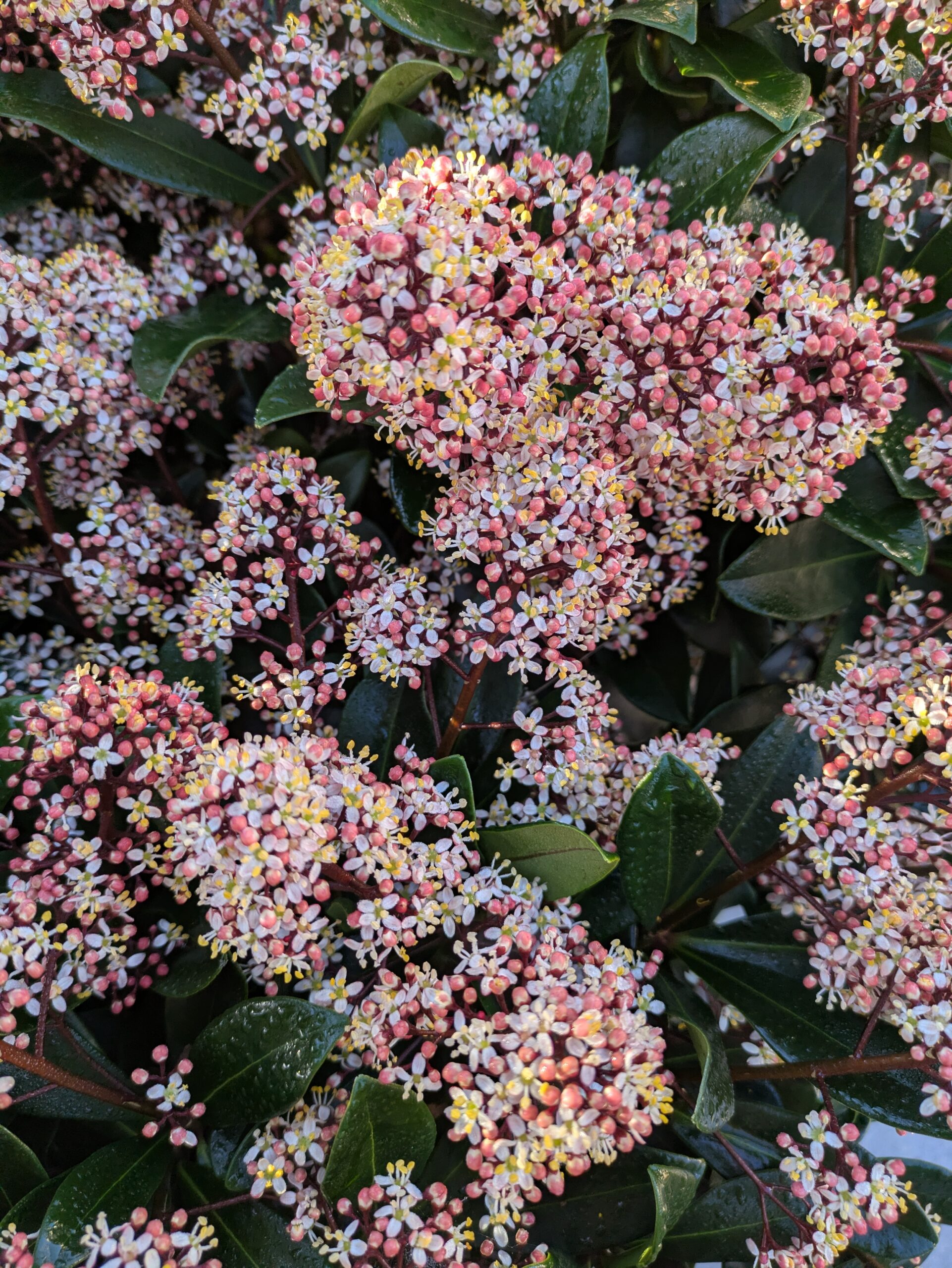 Nombreux arrivages à Botaany la pépinière à L'Aiguillon sur vie (85)