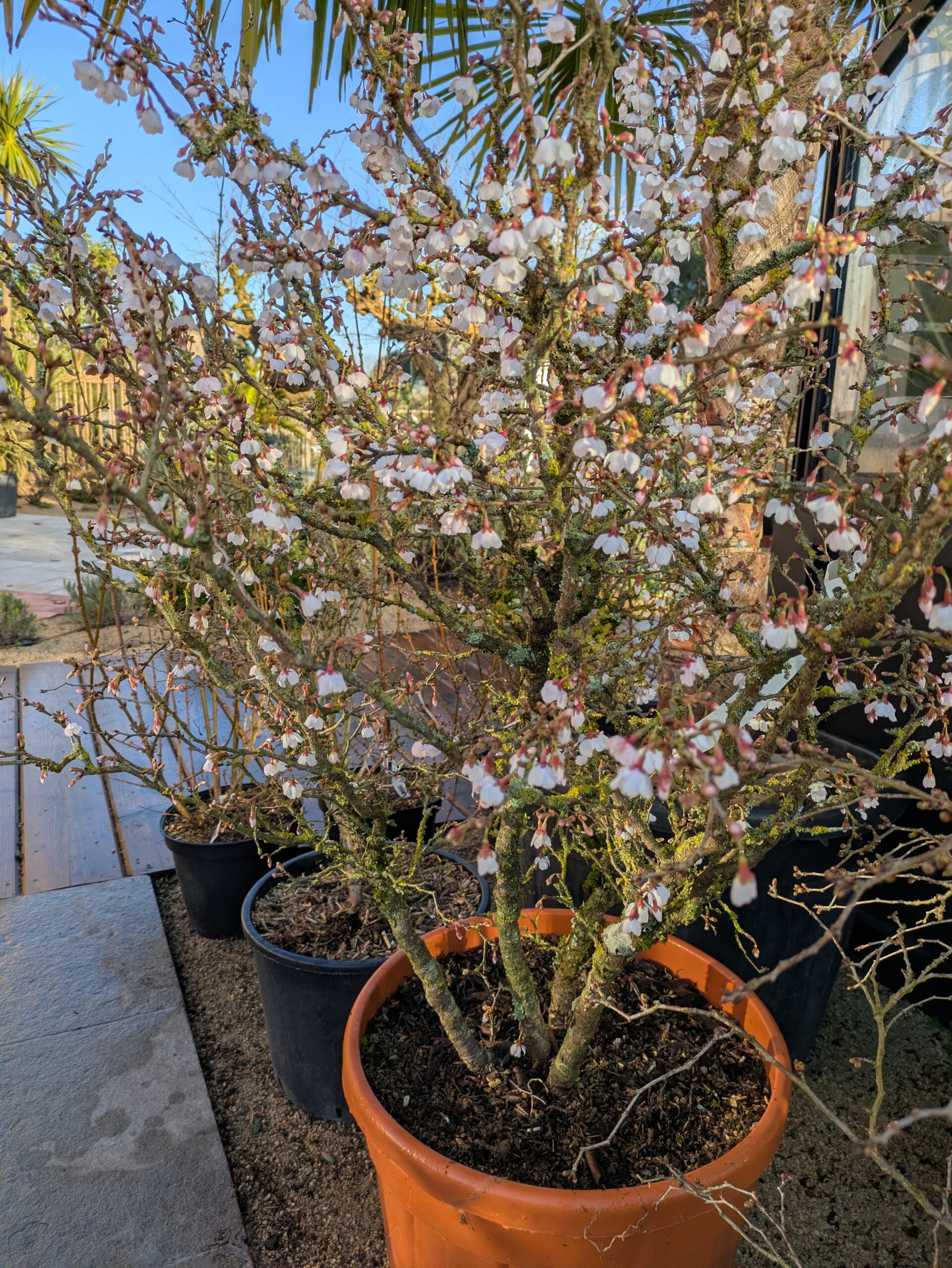 Nombreux arrivages à Botaany la pépinière à L'Aiguillon sur vie (85)