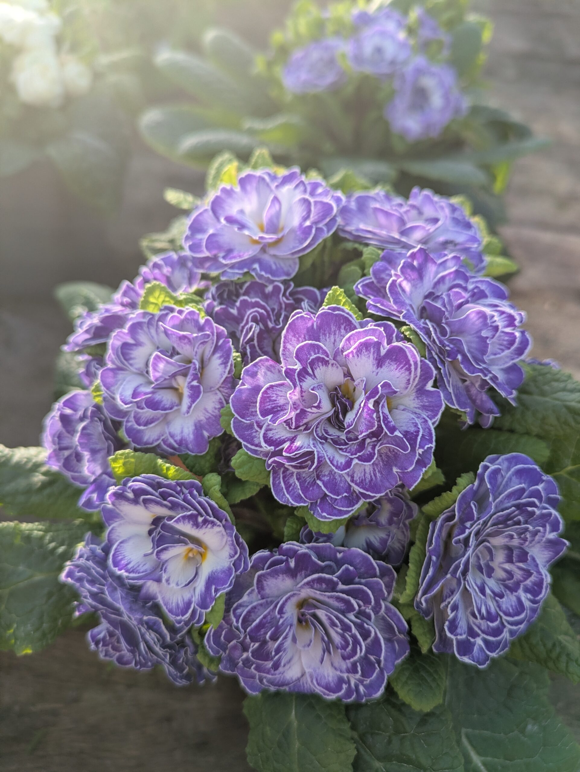 Primevères doubles plusieurs couleurs à BOTAANY La pépinière à L'Aiguillon sur vie