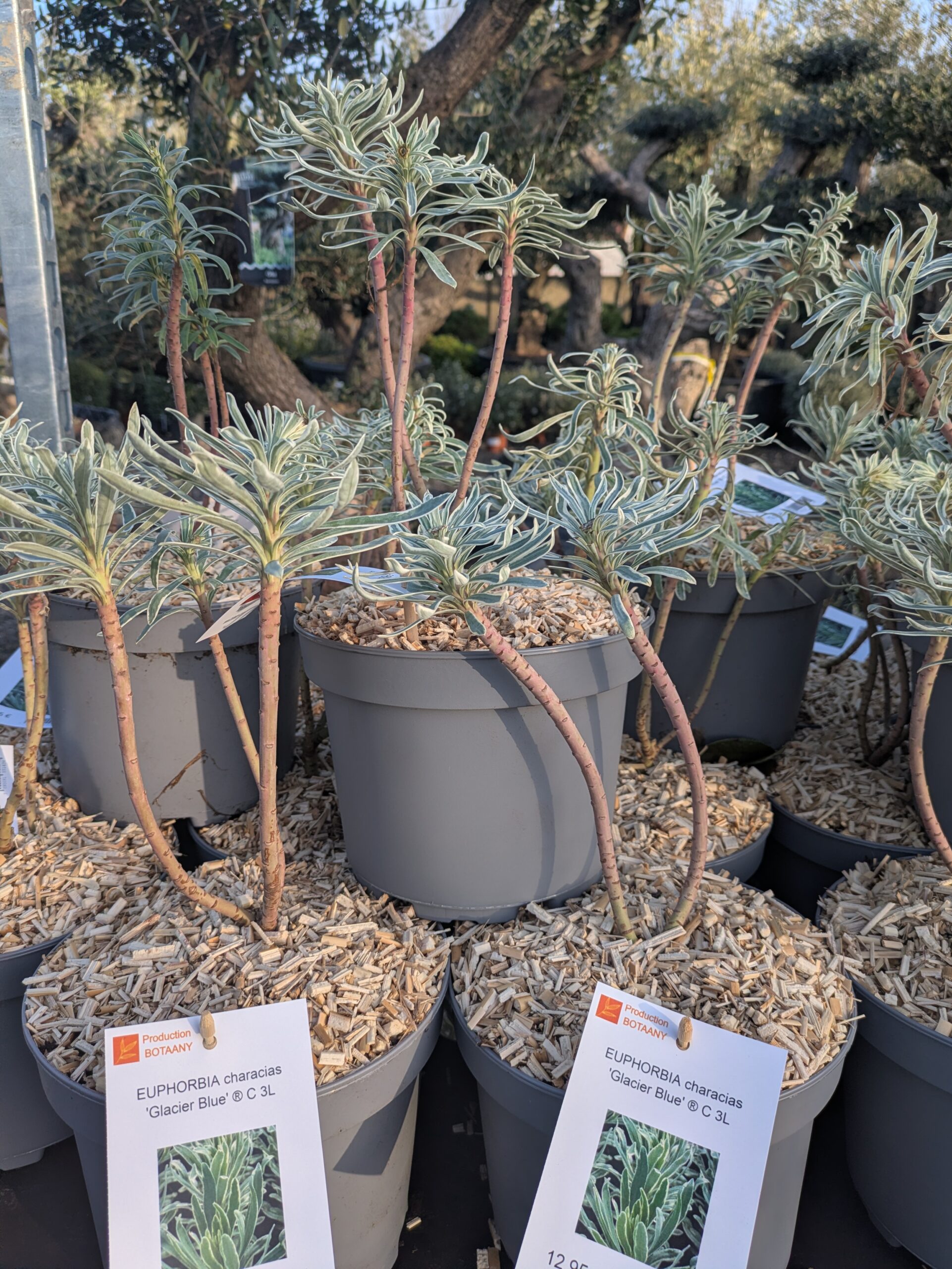 Les euphorbes #characiasglacierblue de notre production à BOTAANY la pépinière à L'Aiguillon sur vie (85)