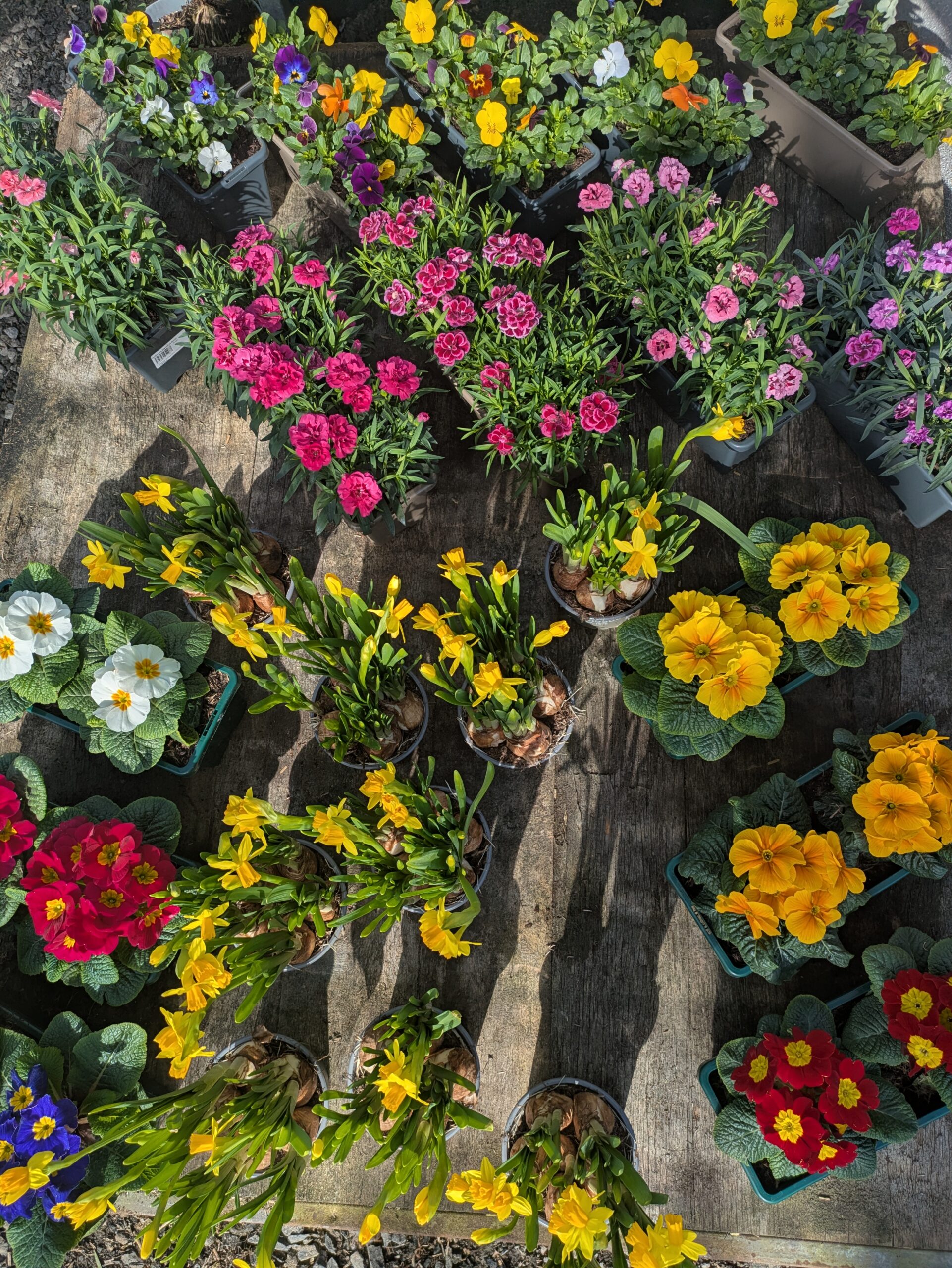 Jardinières de fleurs pensée jonquilles à BOTAANY la pépinière