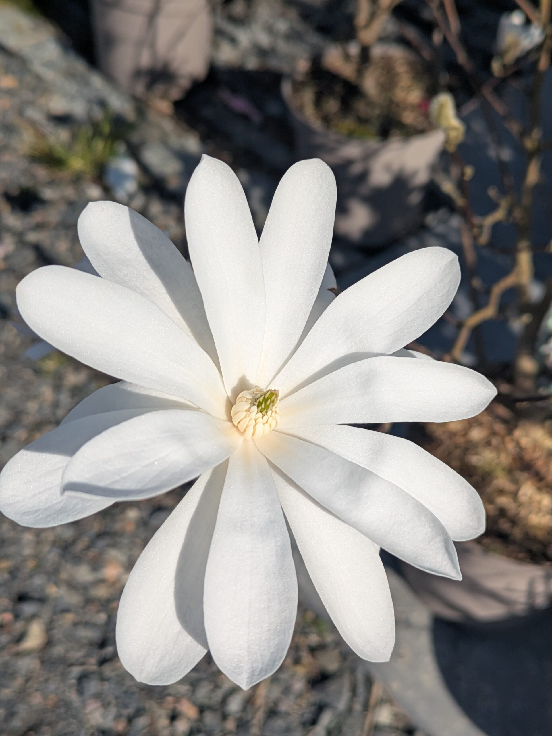 Magnolia étoilé #magnoliastellata à BOTAANY La pépinière à L'Aiguillon sur vie