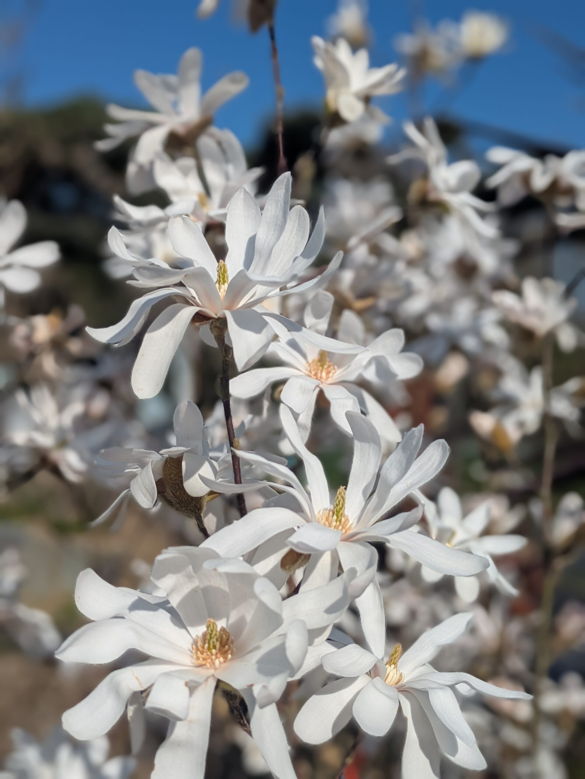 Magnolia étoilé #magnoliastellata à BOTAANY La pépinière à L'Aiguillon sur vie