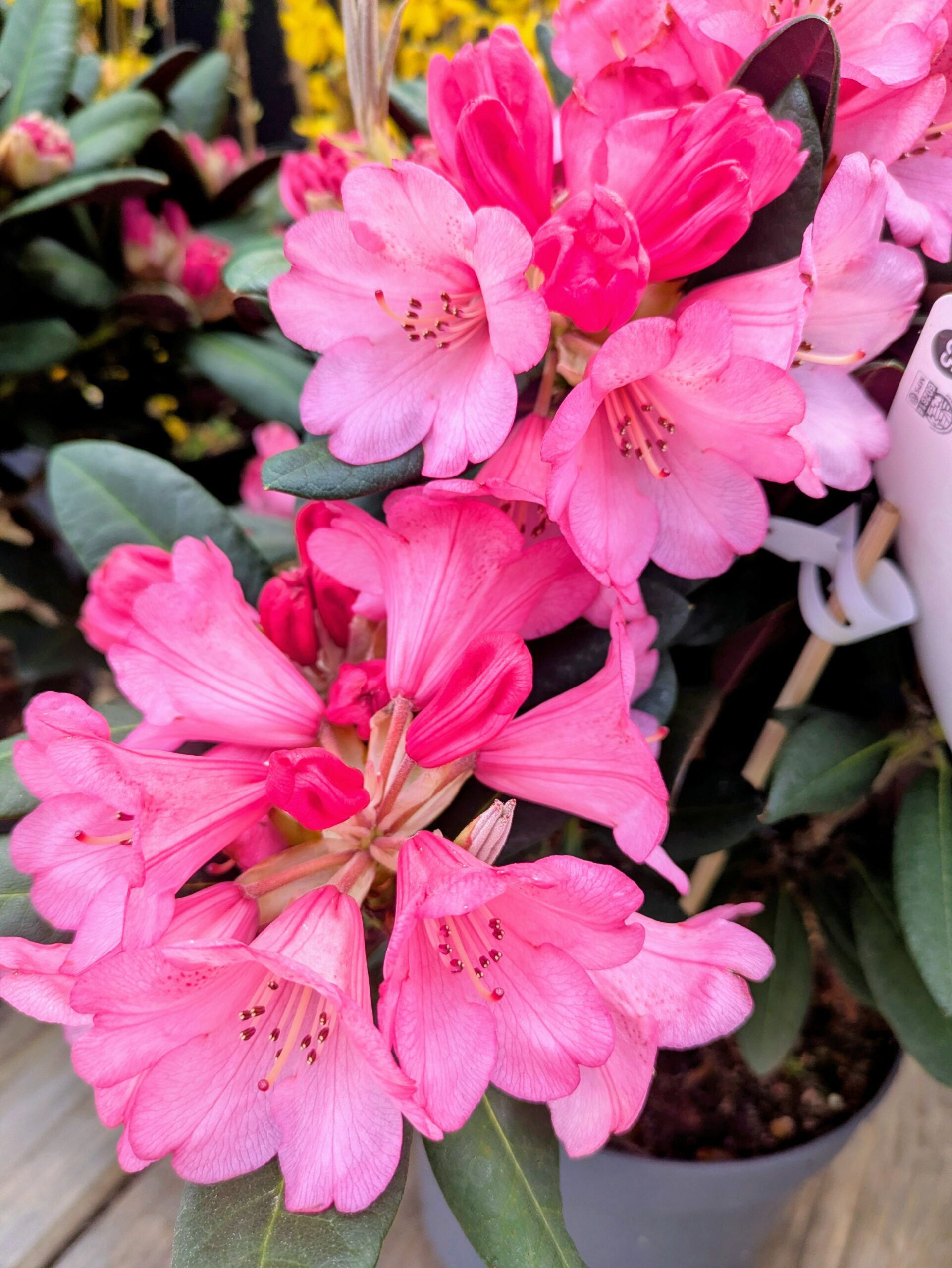 Rhododendron à BOTAANY la pépinière à L'Aiguillon sur vie