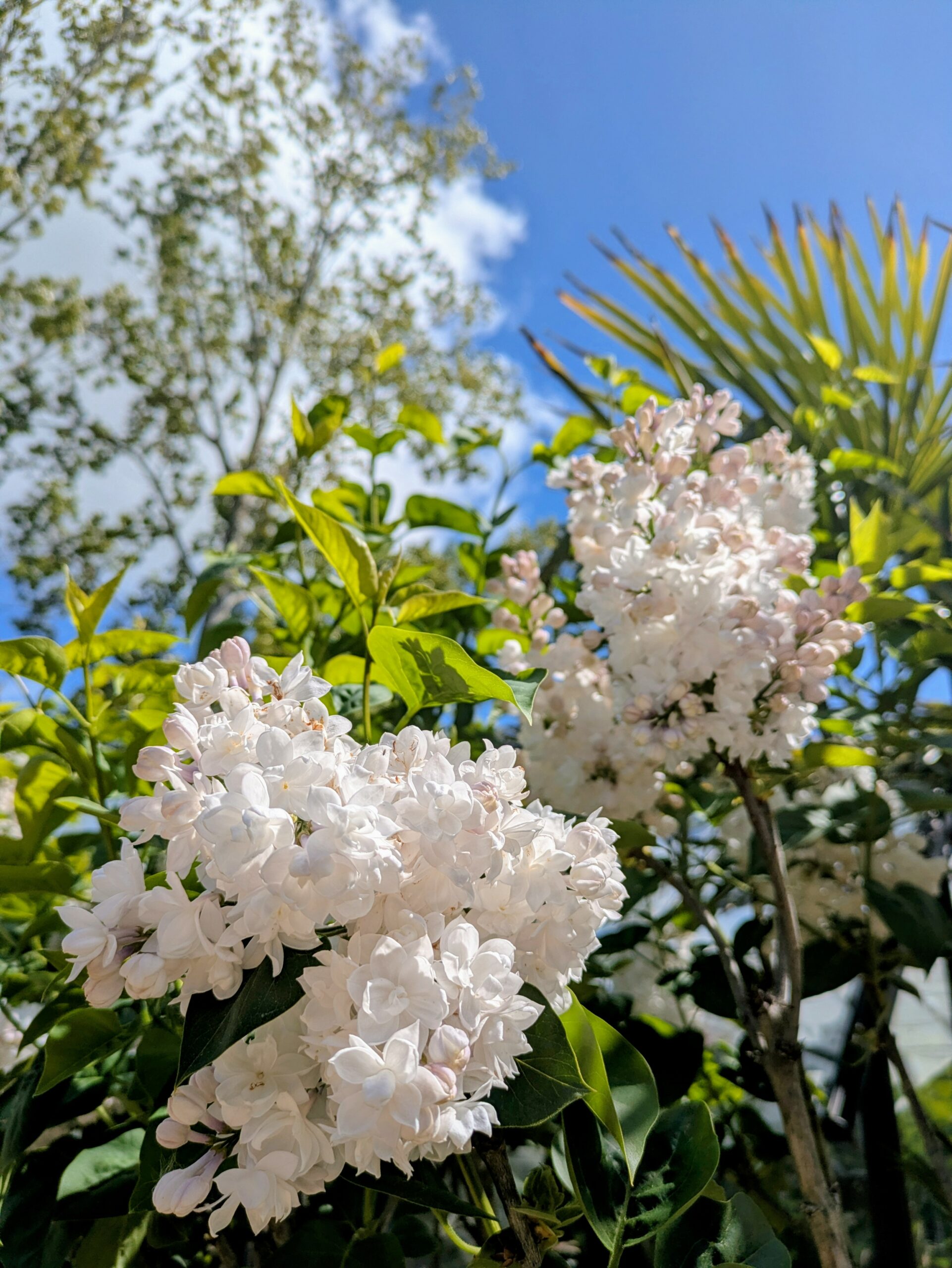 BOTAANY la pépinière L'Aiguillon sur vie