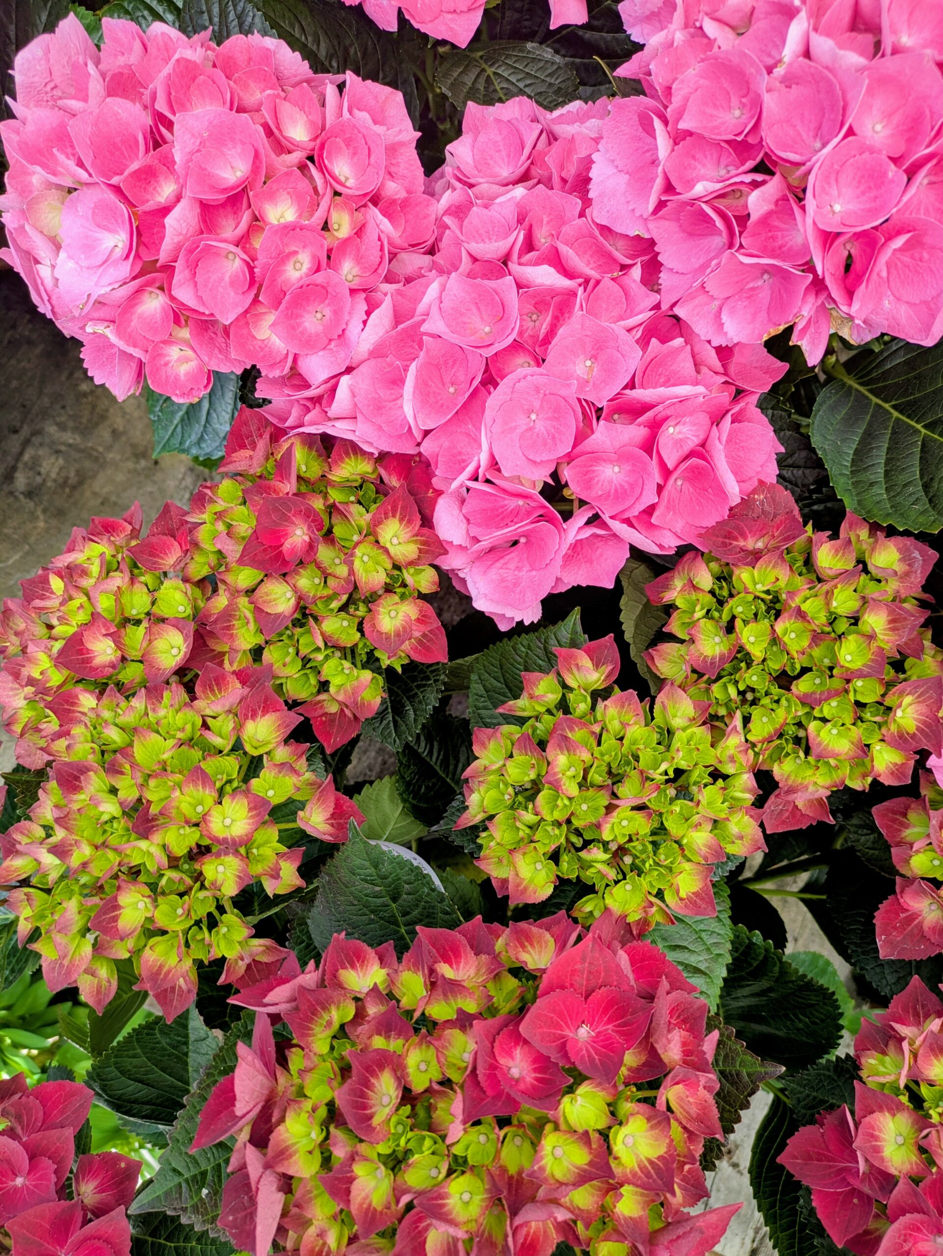 BOTAANY la pépinière L'Aiguillon sur vie