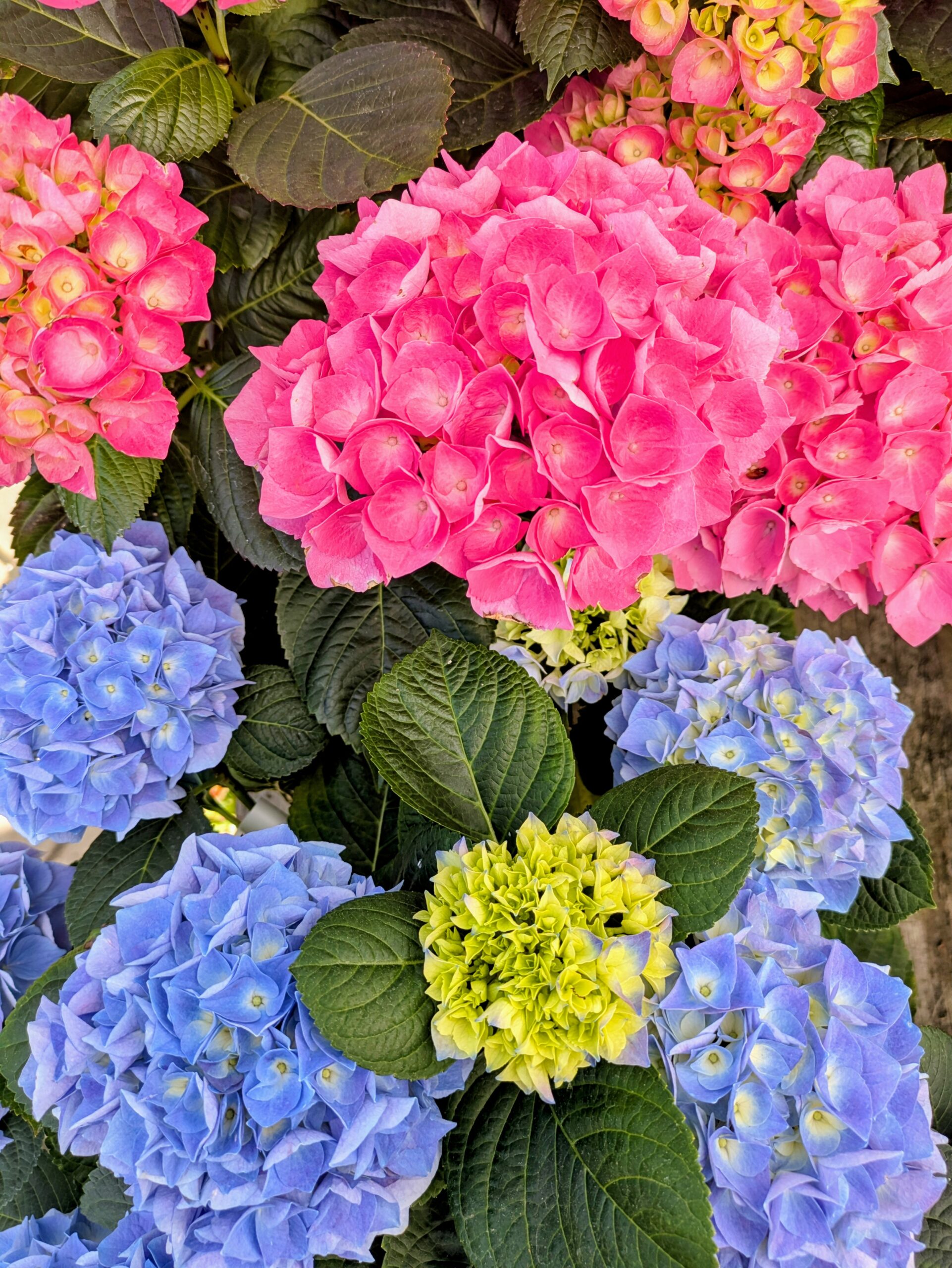 Hortensias à BOTAANY la pépinière L'Aiguillon sur vie