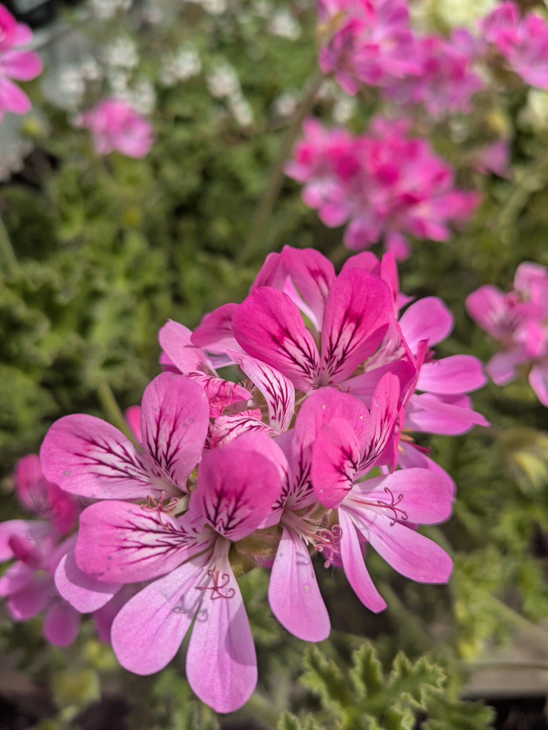 Marché aux fleurs à BOTAANY la pépinière à L'Aiguillon sur Vie