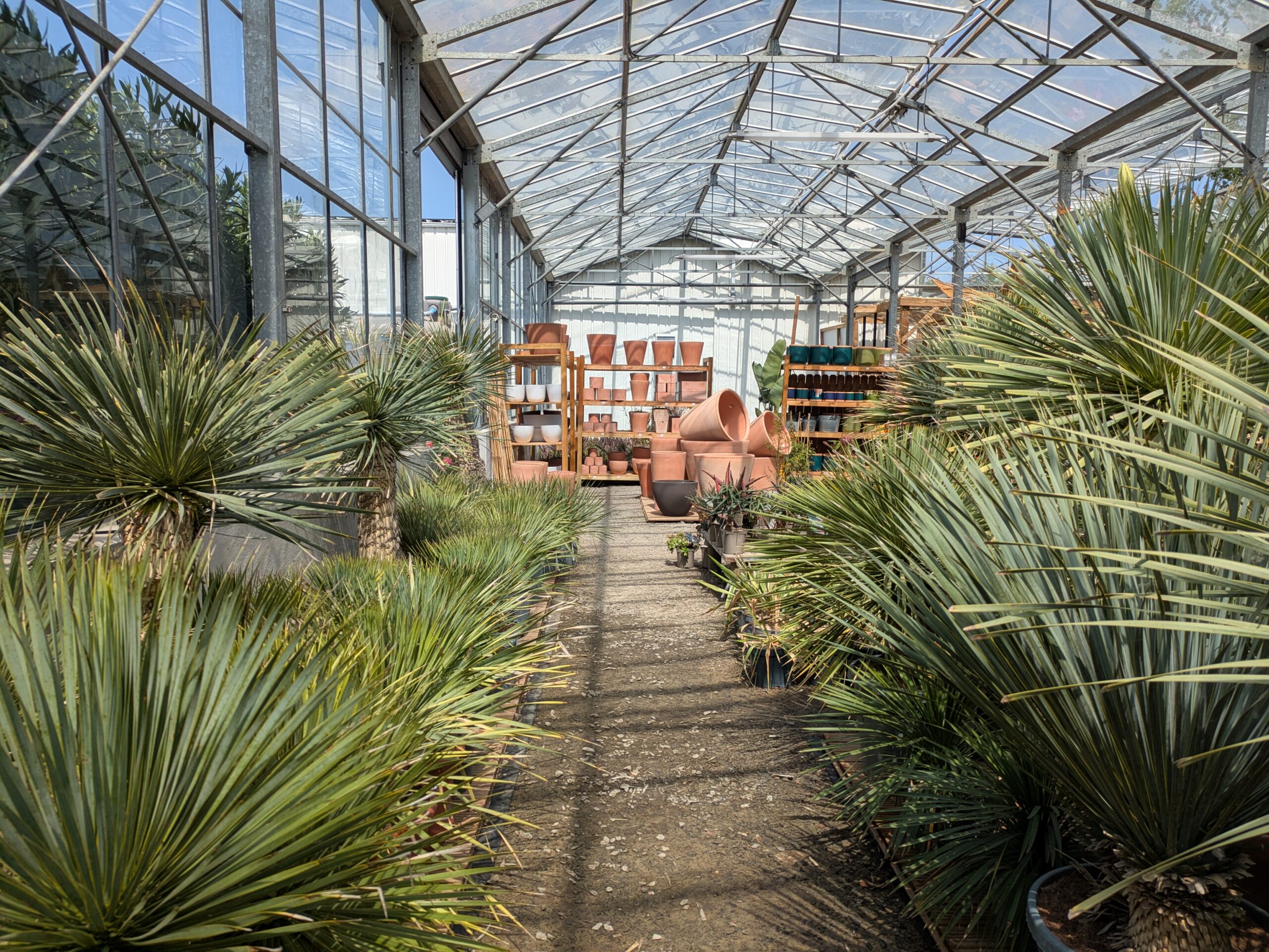 Espace plantes méditerranéennes dans la grande serre à BOTAANY la pépinière à L'Aiguillon sur vie (Vendée)